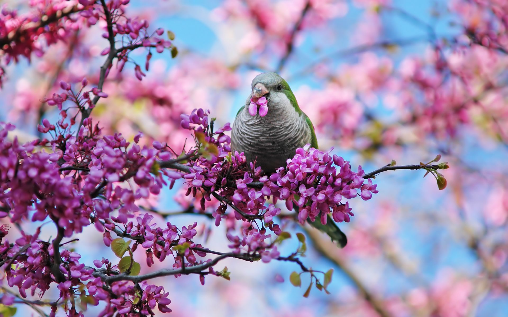 1920x1200 Spring Birds Wallpapers Top Free Spring Birds Backgrounds