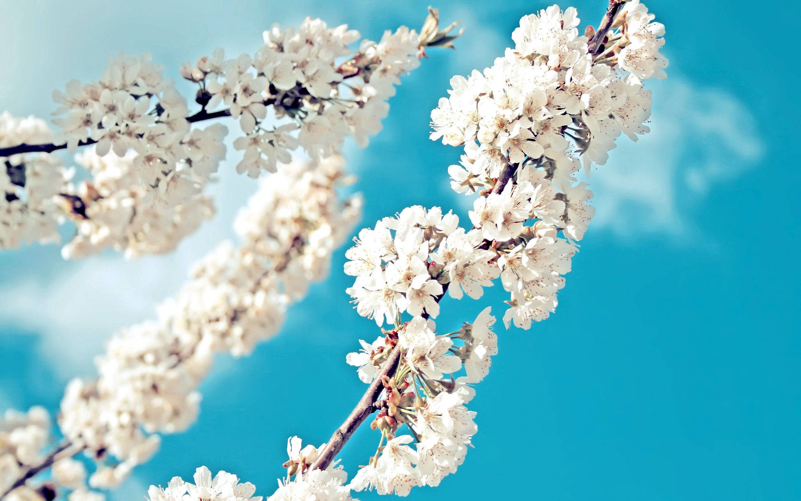 2560x1600 Download Spring Season White Flowers Wallpaper