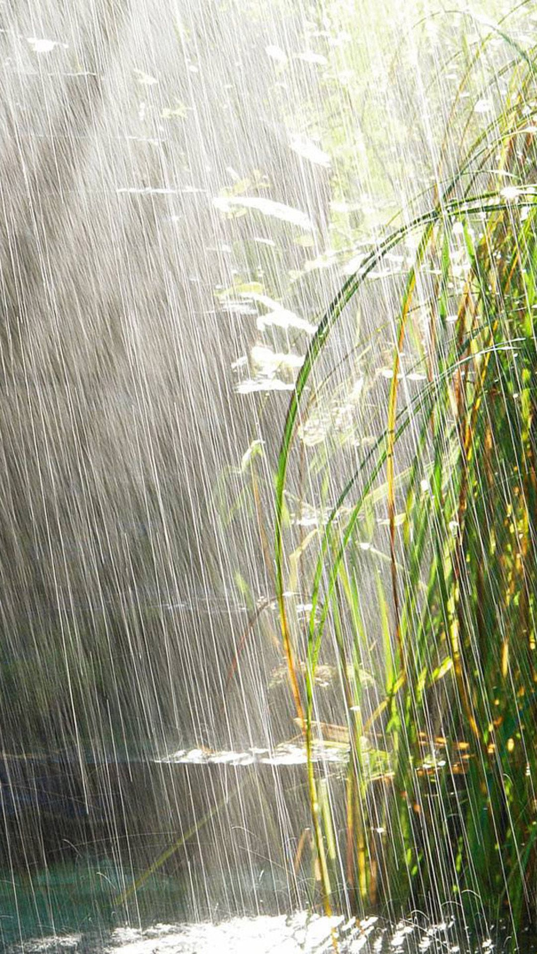 1080x1920 Nature Summer Rain Scene #iPhone #6 #plus #wallpaper | Summer rain, Rain photography, Rainy days