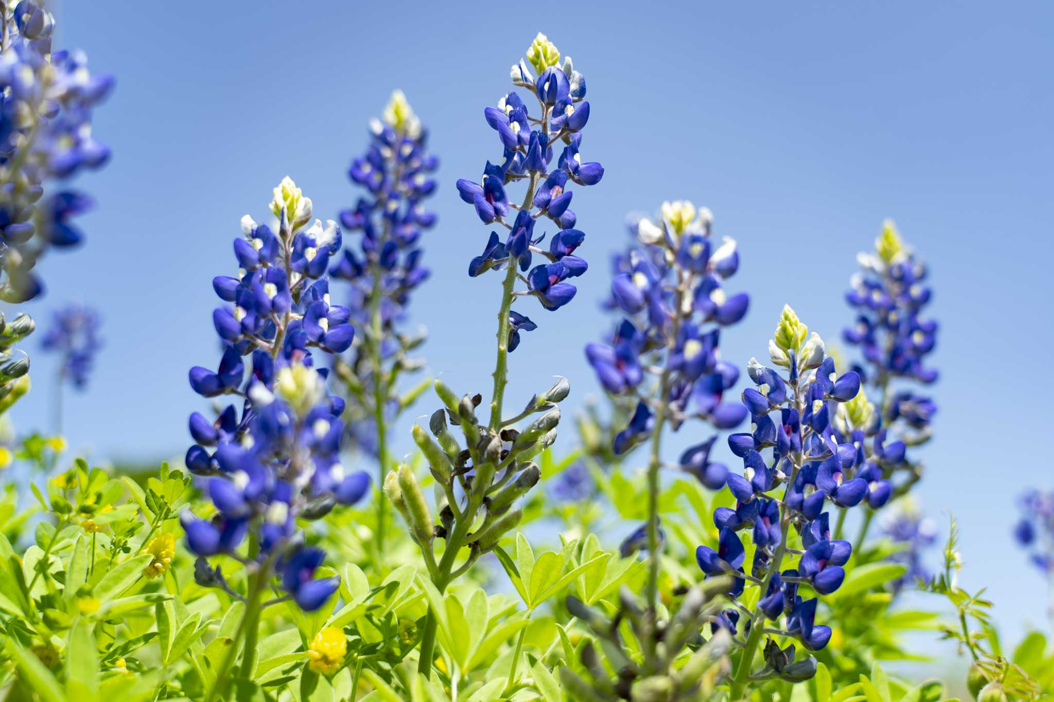 2048x1365 Where to find bluebonnets, other wildflowers along Texas trails
