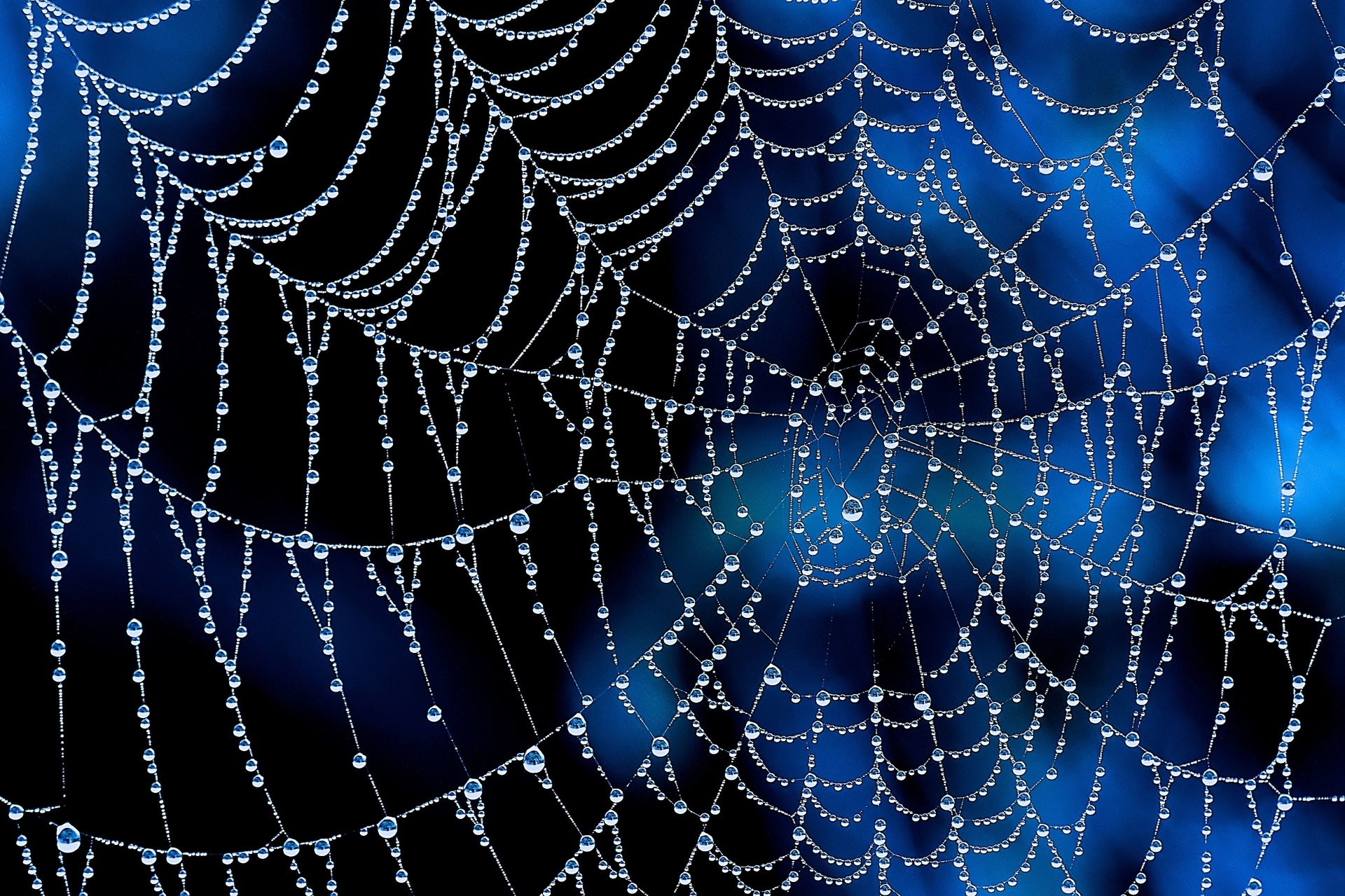 1920x1279 160+ Spider Web HD Wallpapers and Backgrounds