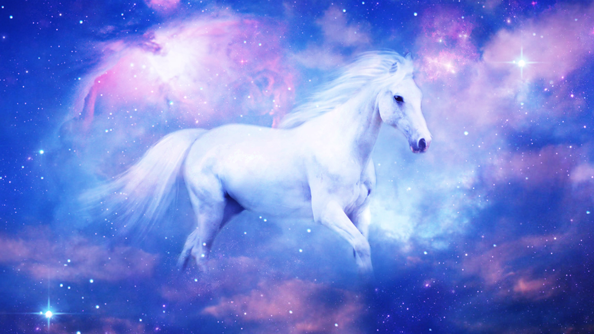 1920x1080 Beautiful White Horse Wallpapers Top Free Beautiful White Horse Backgrounds