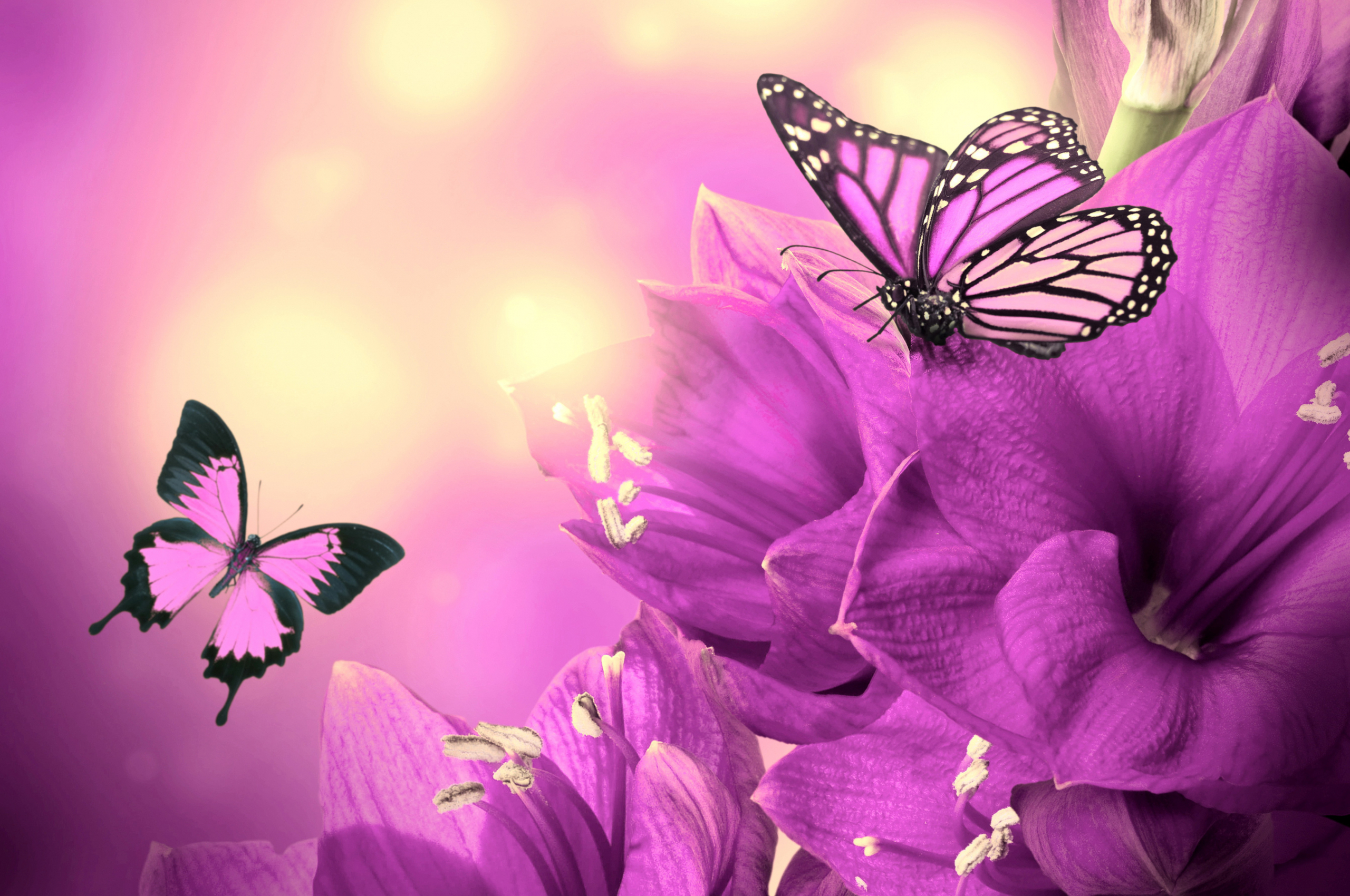 2560x1700 Free download Purple Flowers Butterflies HD Wallpapers High Definition Wallpapers [2880x1800] for your Desktop, Mobile \u0026 Tablet | Explore 75+ Hd Butterfly Wallpaper | Free Desktop Wallpaper Butterflies Flowers, Wallpaper with Butterflies
