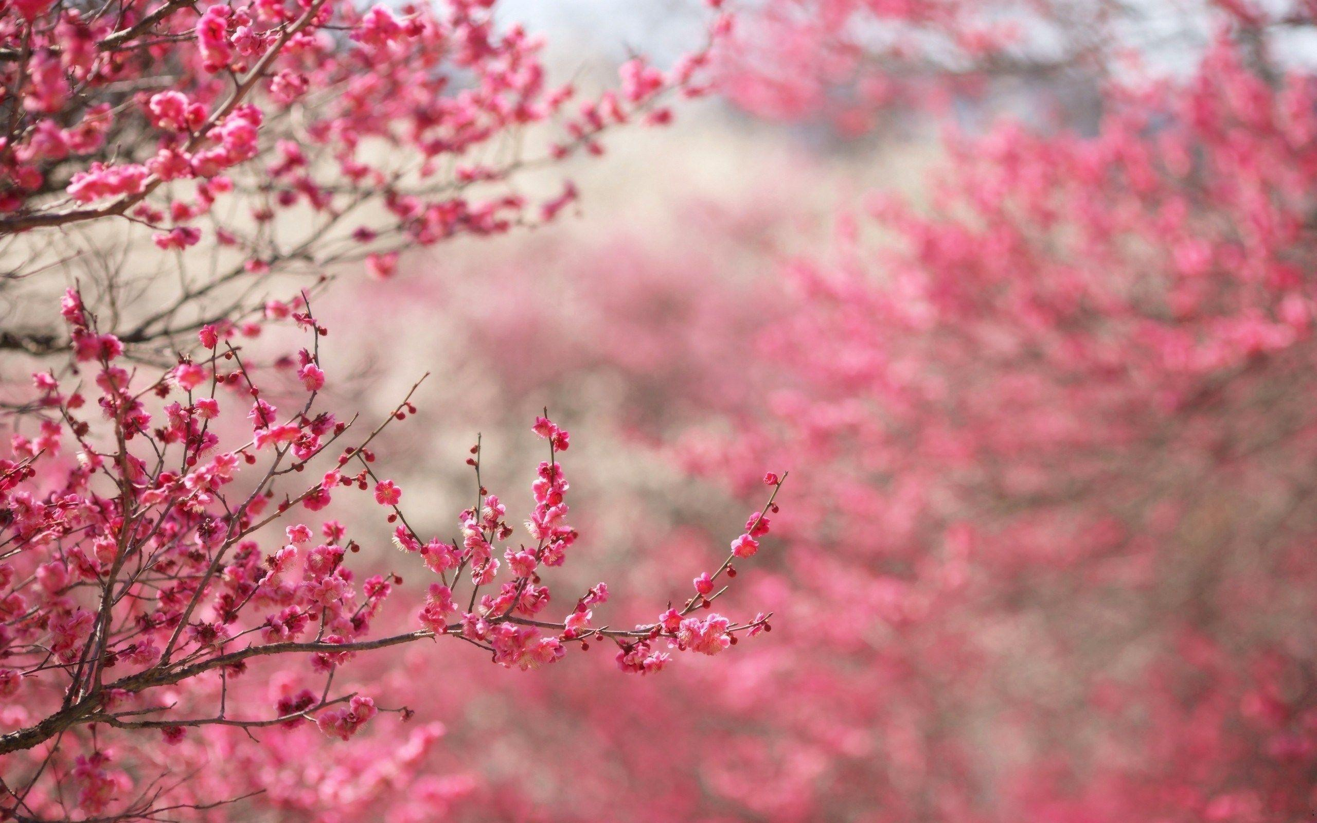2560x1600 Nature In Pink Wallpapers