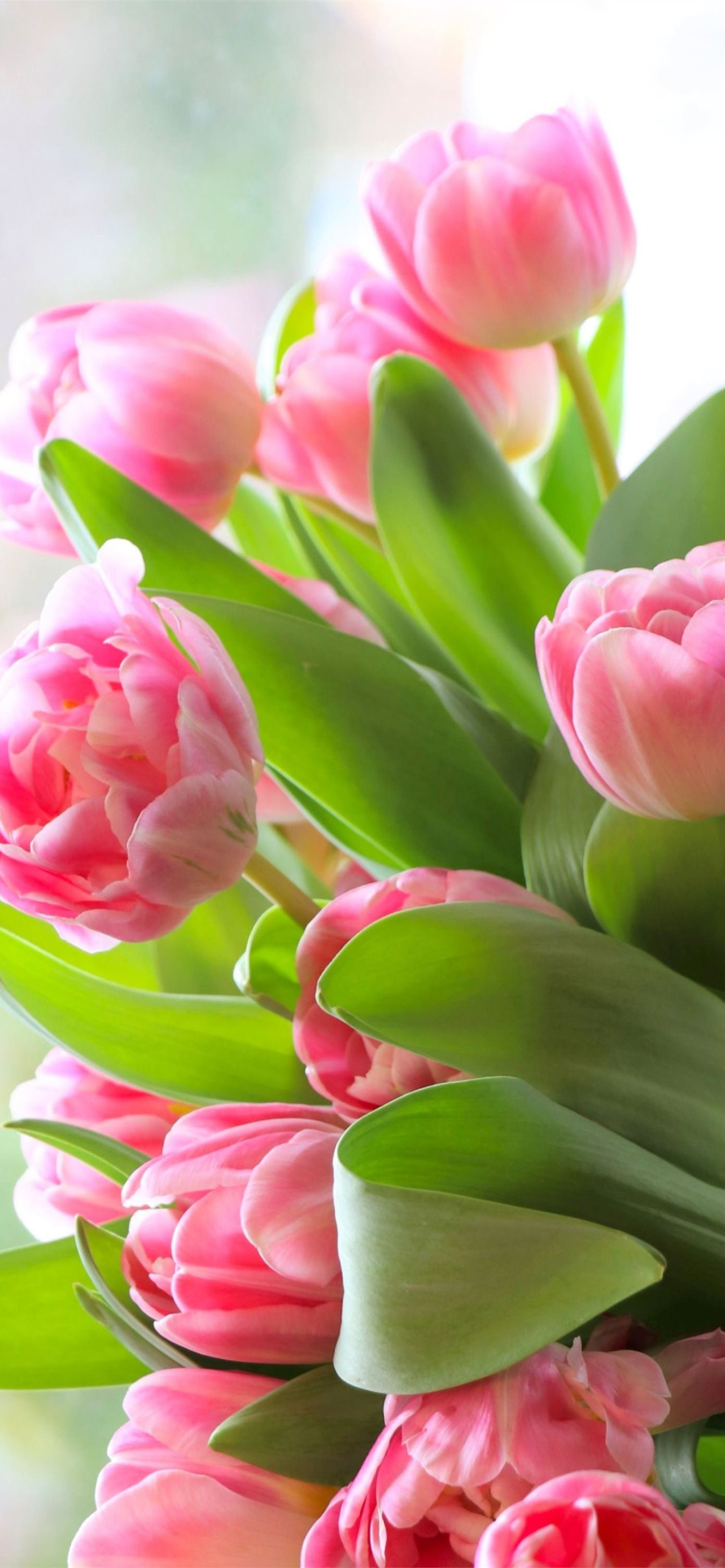 1284x2778 tulip iPhone Wallpapers Free Download