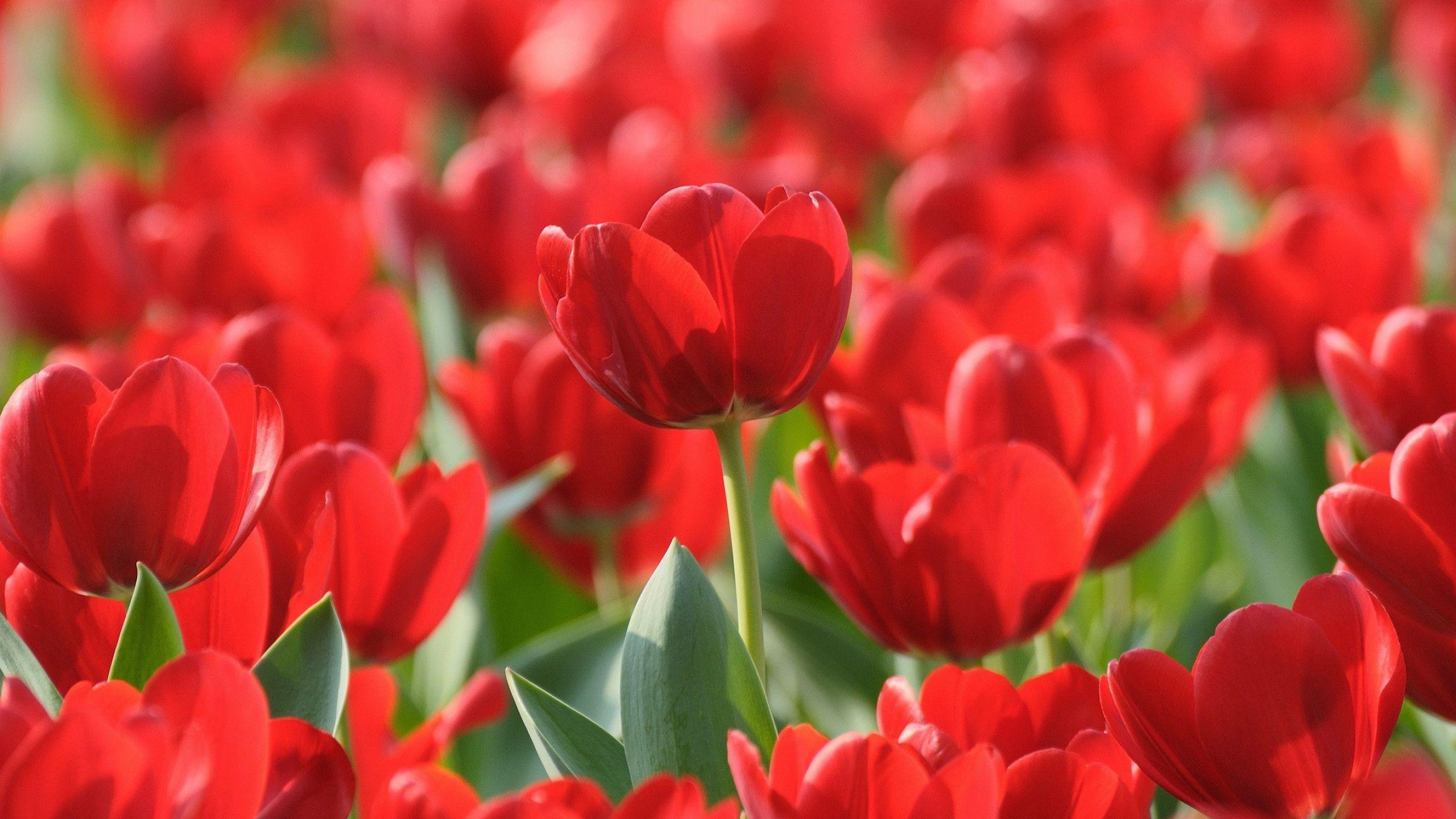 2560x1440 Red Tulip Wallpapers Top Free Red Tulip Backgrounds