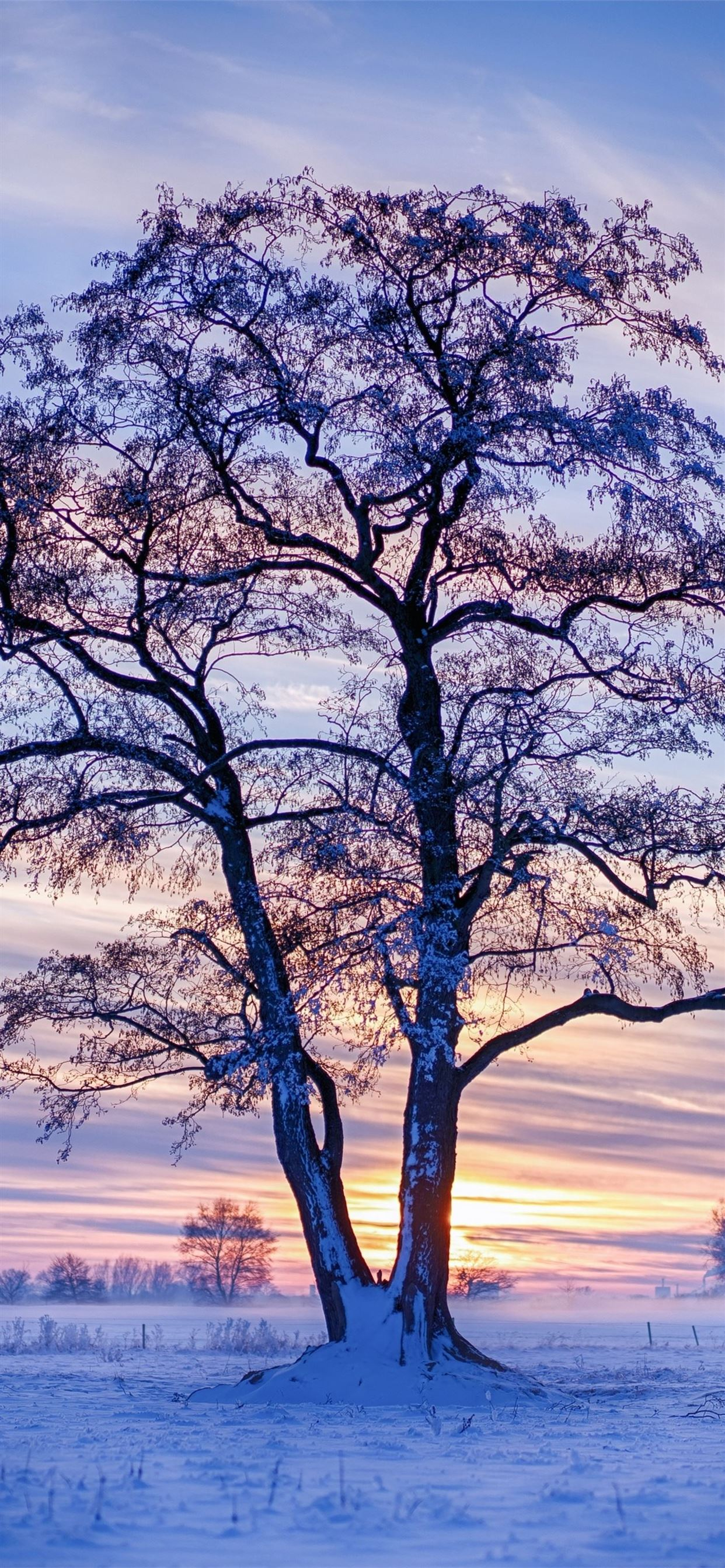 1242x2688 evening winter trees snow 5k iPhone 11 Wallpapers Free Download