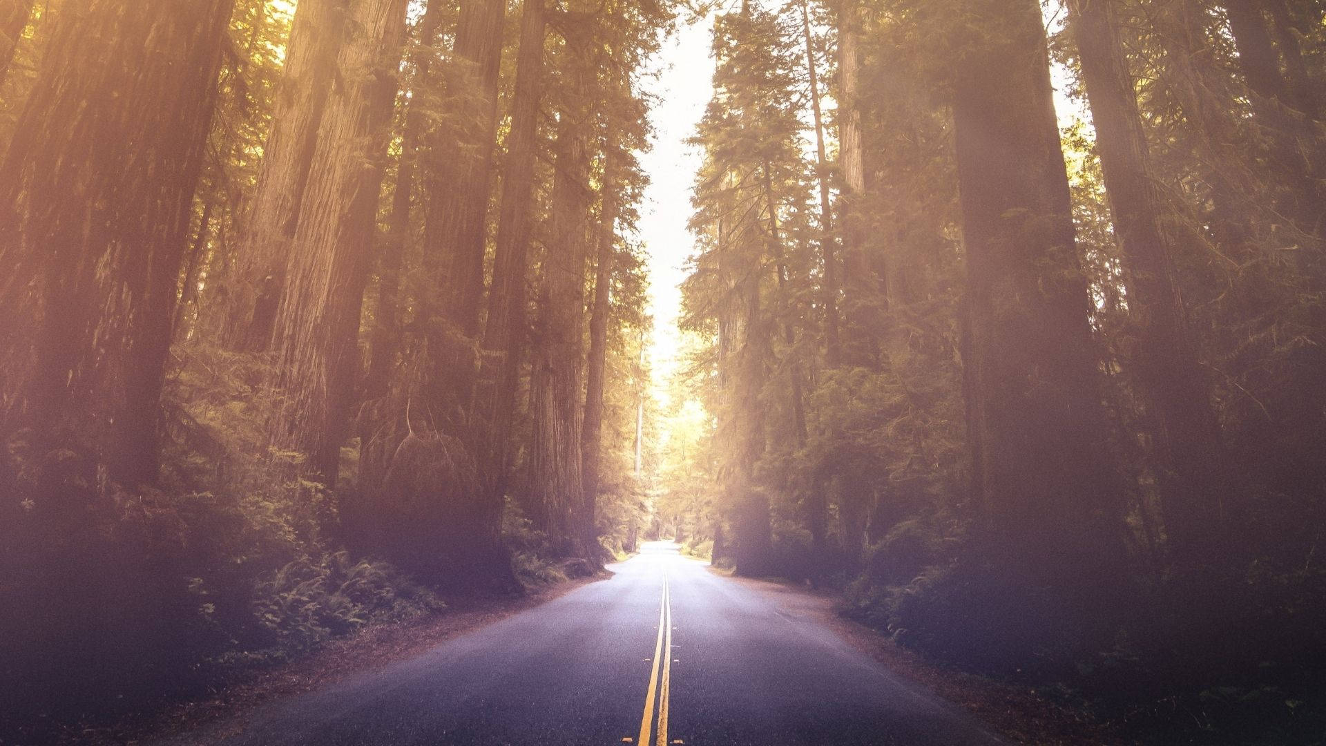 1920x1080 Download Bright Road Of Redwood Forest Wallpaper