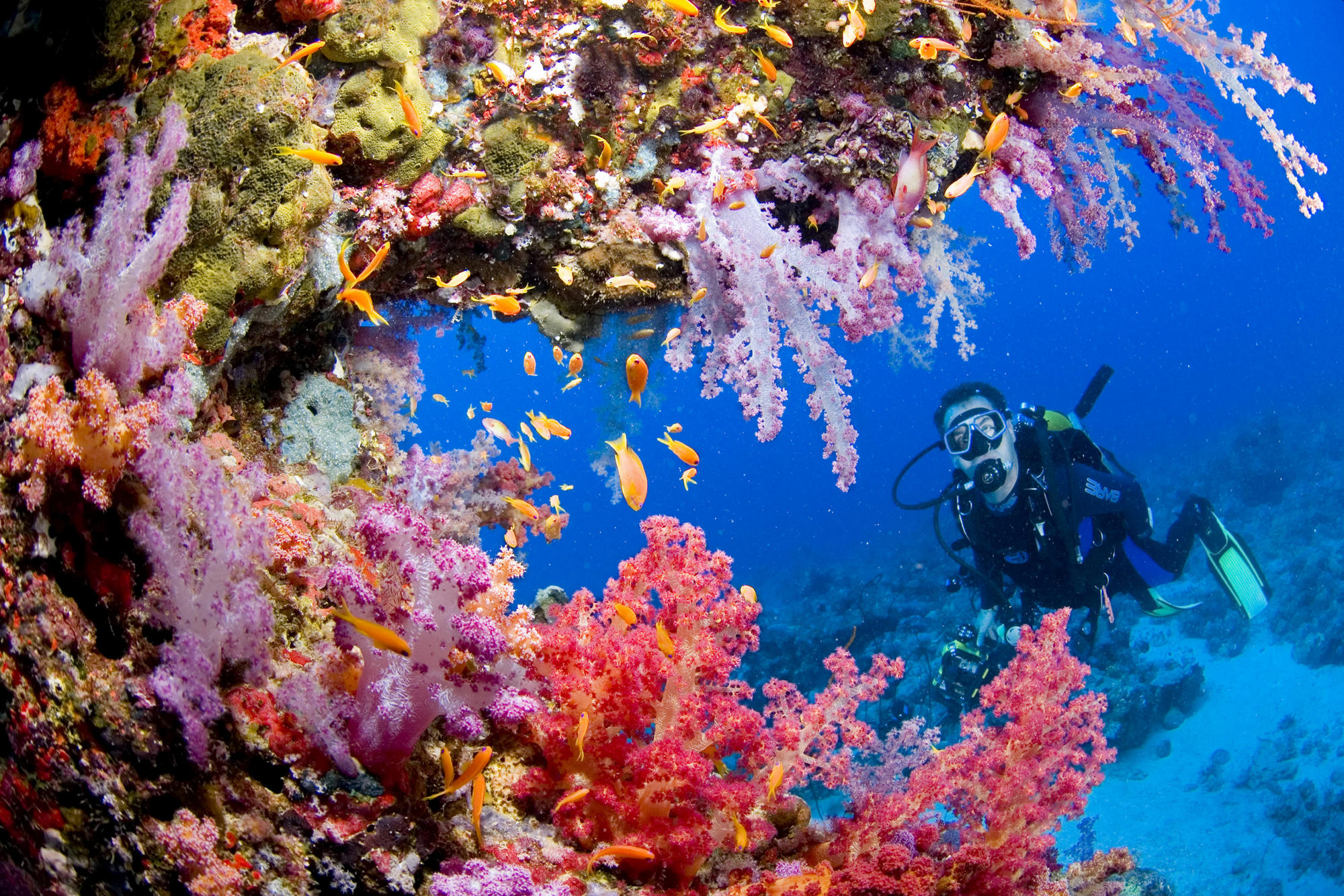 2000x1333 Sports scuba diving ocean sea underwater coral reef people wallpaper | | 33391