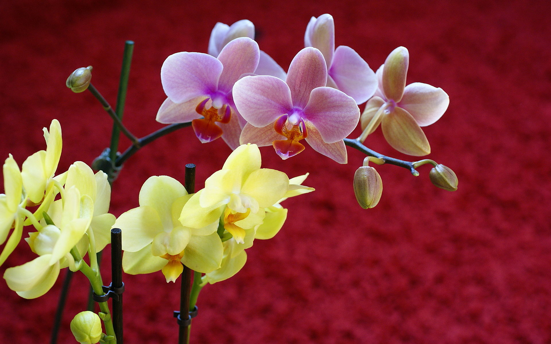 1920x1200 Yellow and pink orchids