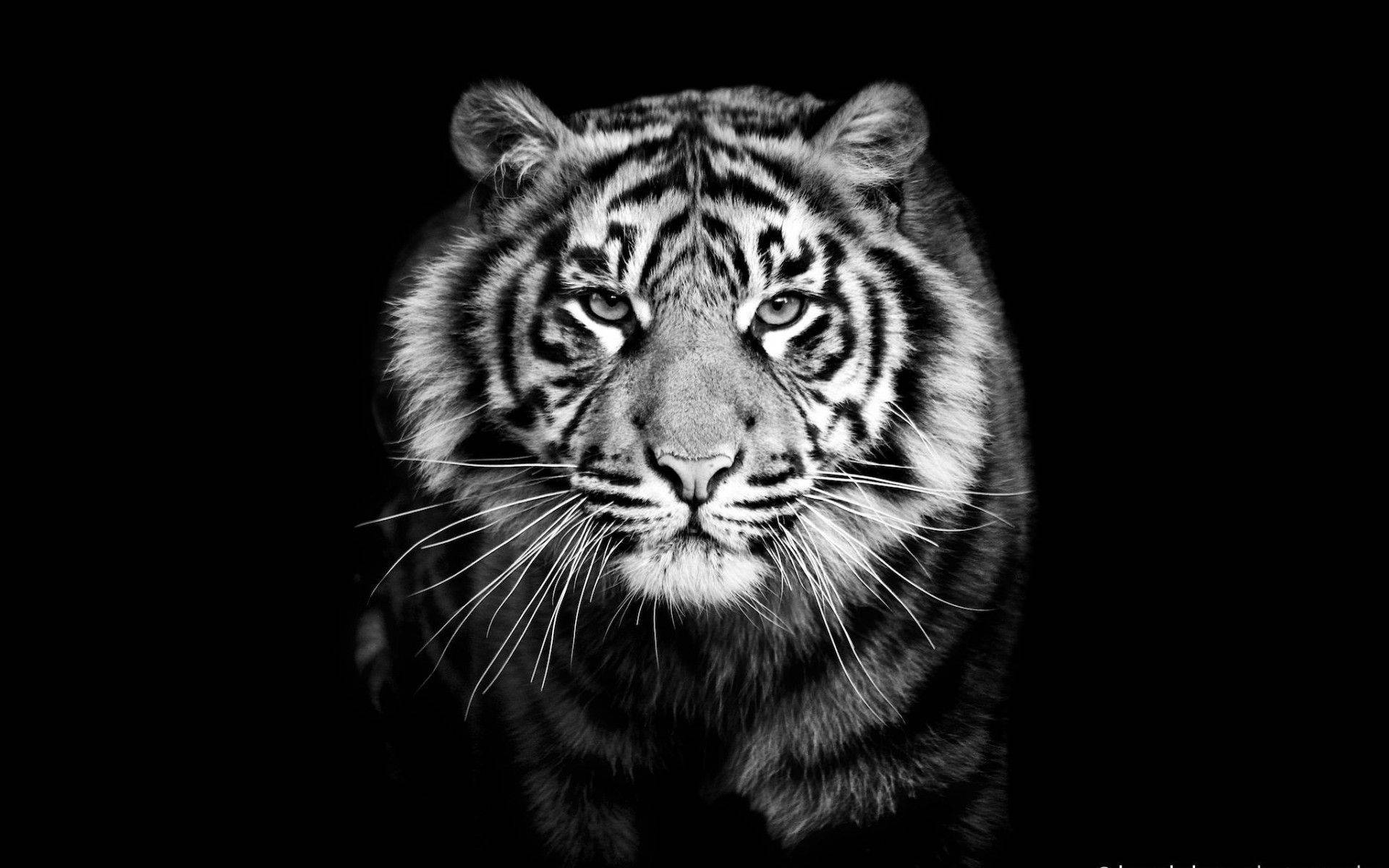 1920x1200 Download Tiger Wallpaper