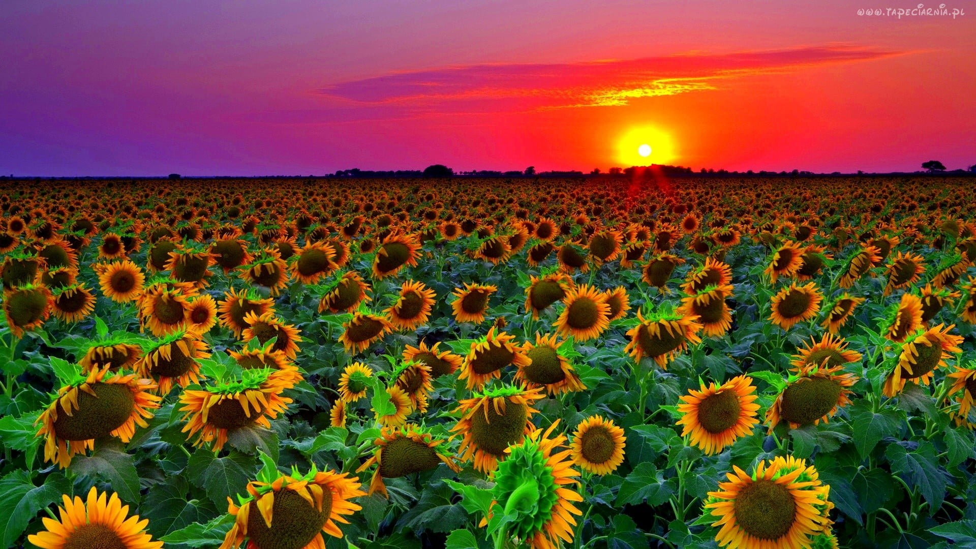 1920x1080 Bed of sunflowers, nature HD wallpaper