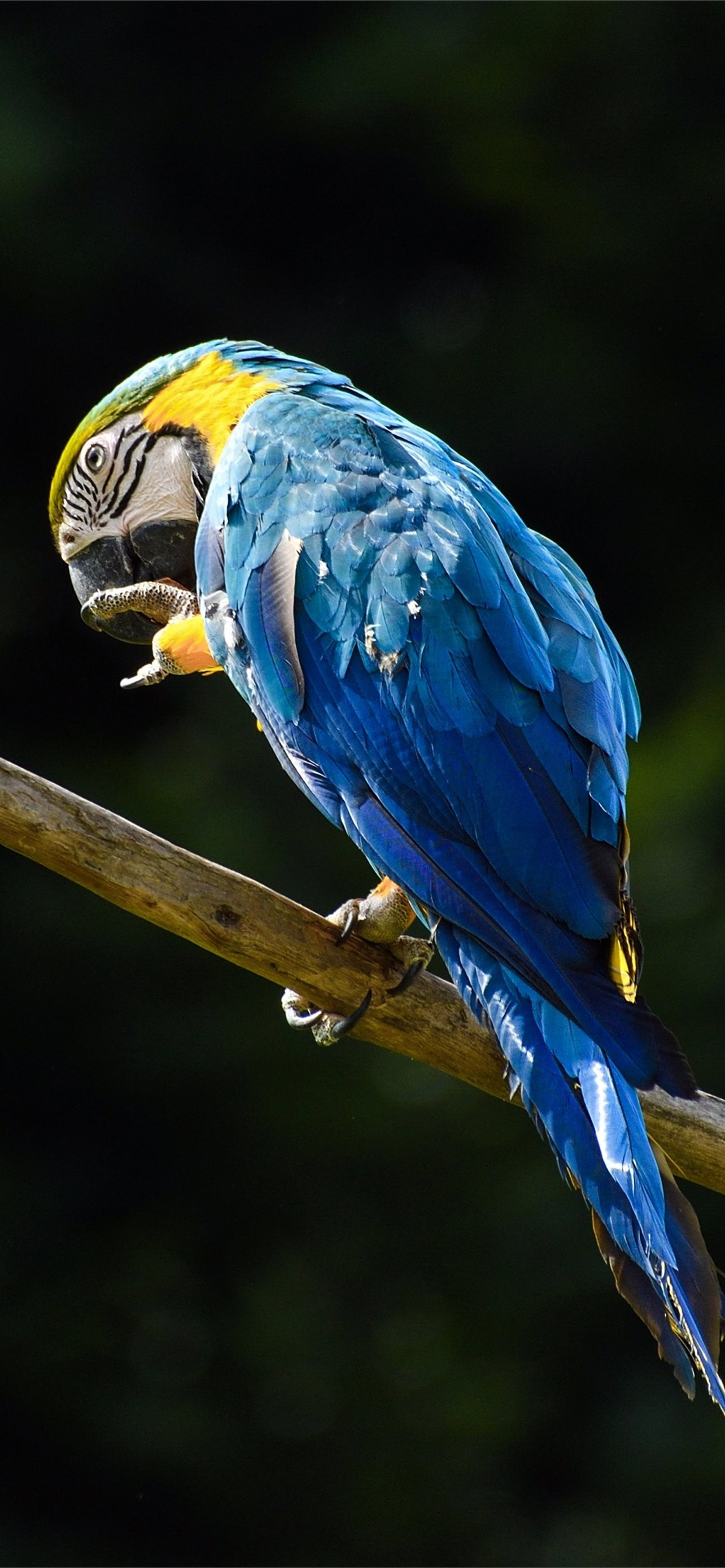 1284x2778 Best Parrot iPhone HD Wallpapers