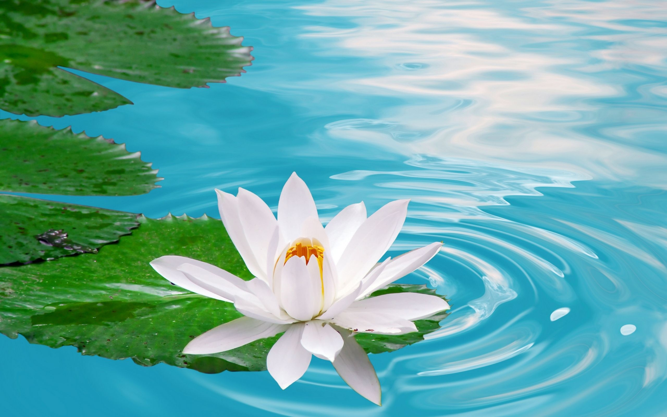 2560x1600 Water Lily Wallpapers Top Free Water Lily Backgrounds