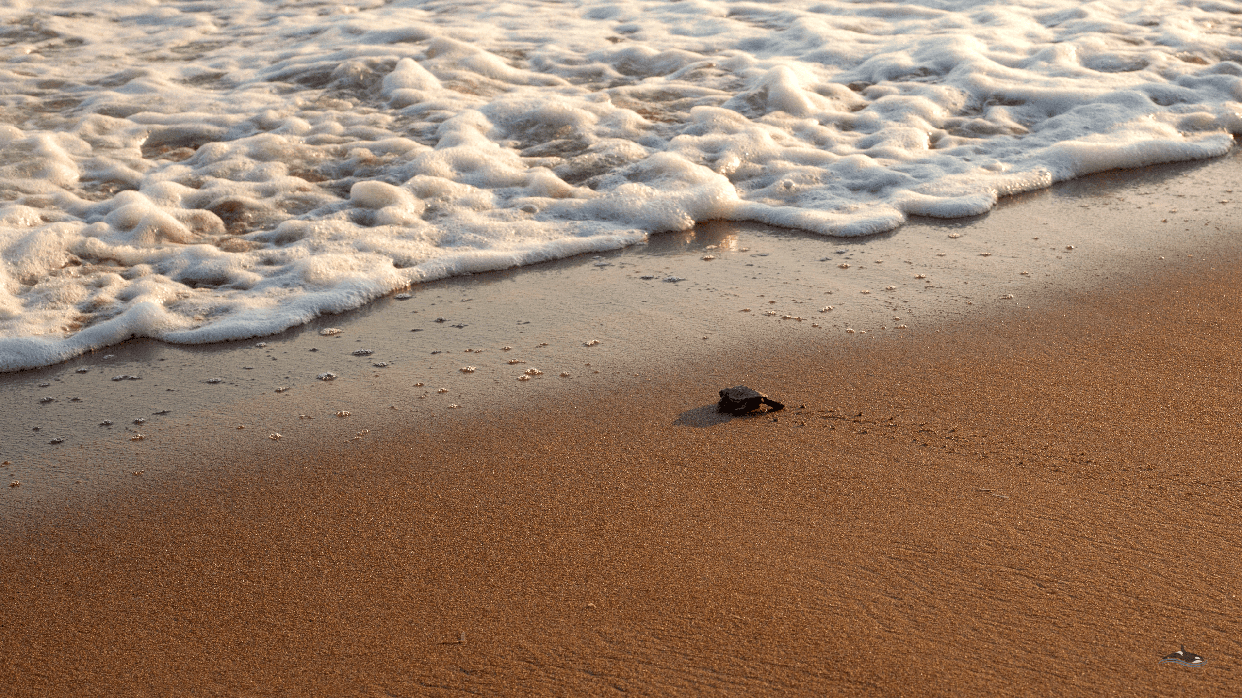 2560x1440 Baby Sea Turtles Look But Do Not Touch ~ MarineBio Conservation Society