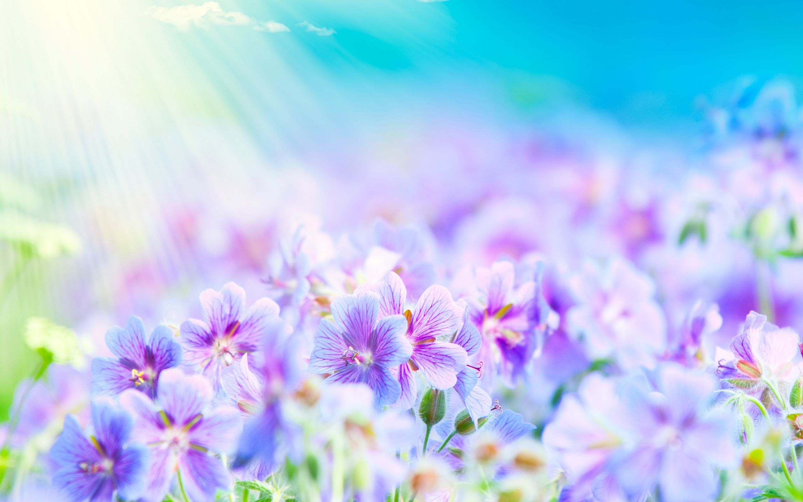 2560x1600 So Pretty | Flower wallpaper, Flower desktop wallpaper, Beautiful flowers pictures