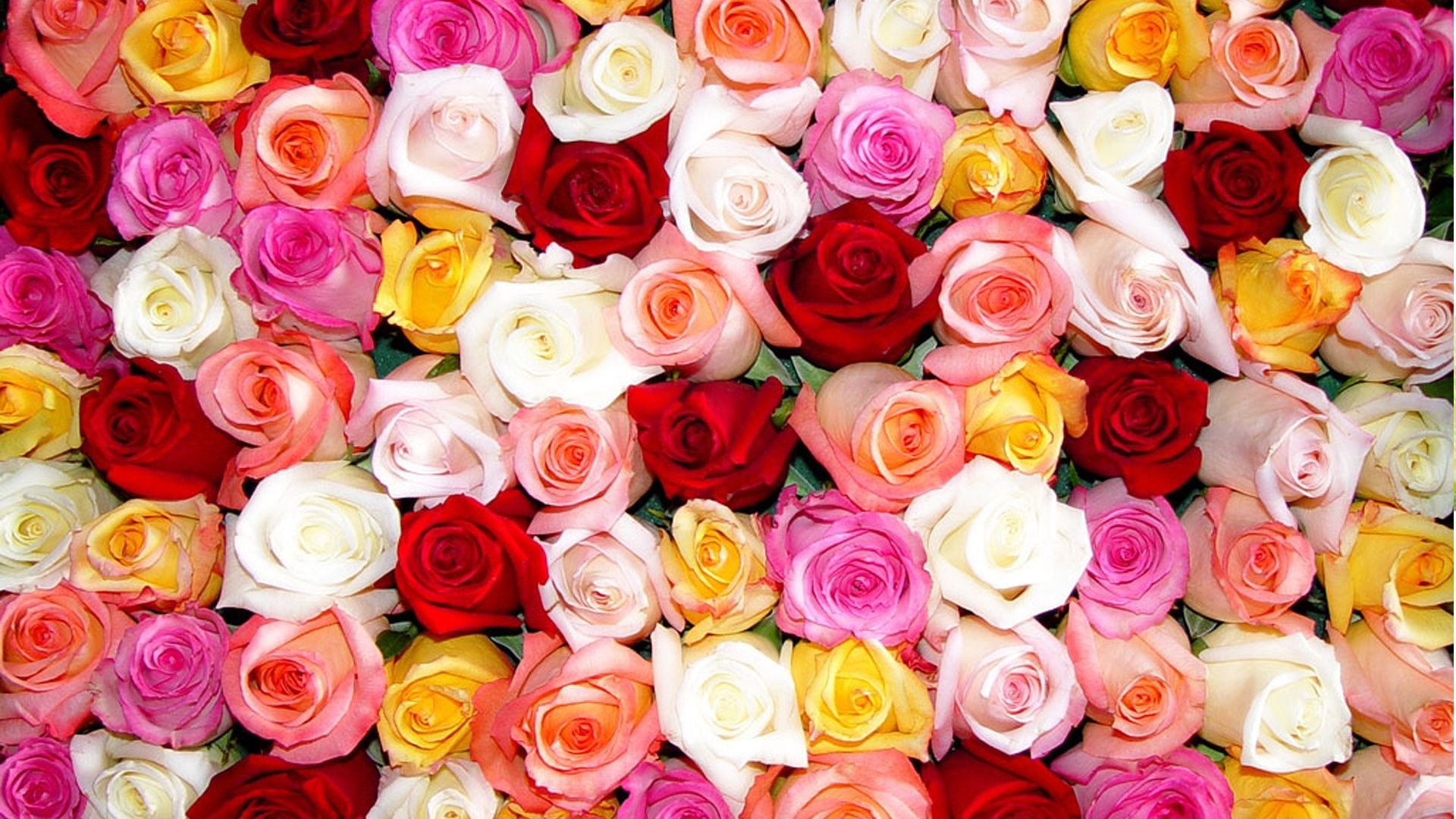 1920x1080 Rose Computer Wallpapers Top Free Rose Computer Backgrounds