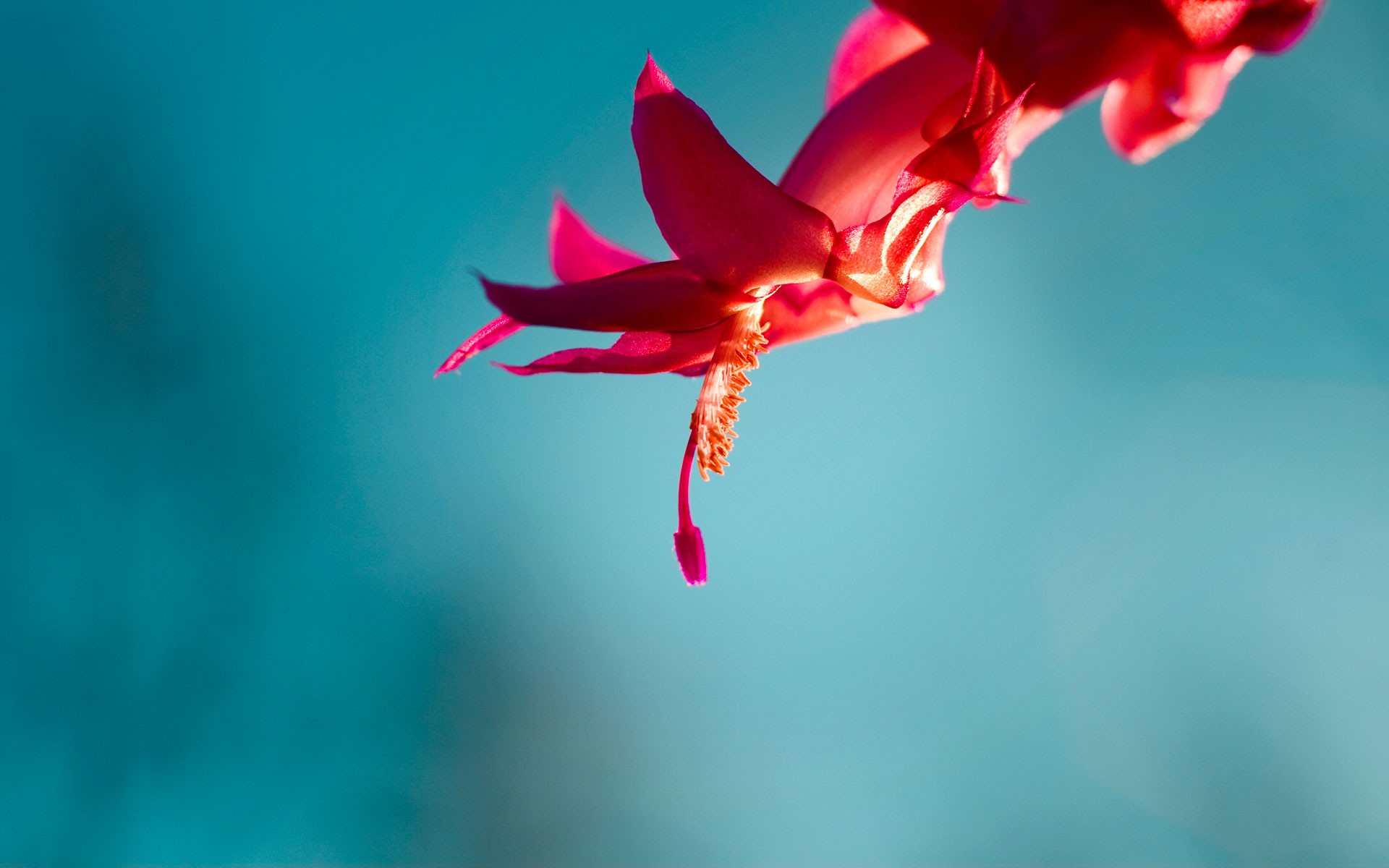 1920x1200 Wallpaper : simple background, reflection, sky, blue, red flowers, color, leaf, flower, plant, petal, computer wallpaper, atmosphere of earth, close up, macro photography RaidyHD 124465 HD Wallpapers