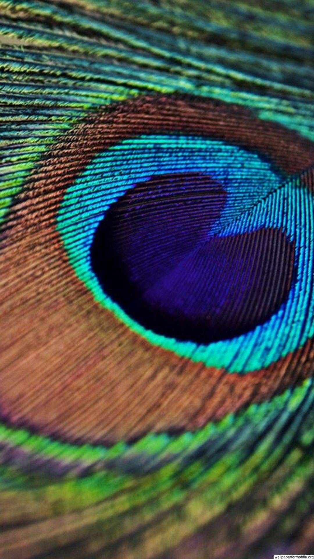 1080x1920 Peacock Feather Wallpapers Top Free Peacock Feather Backgrounds