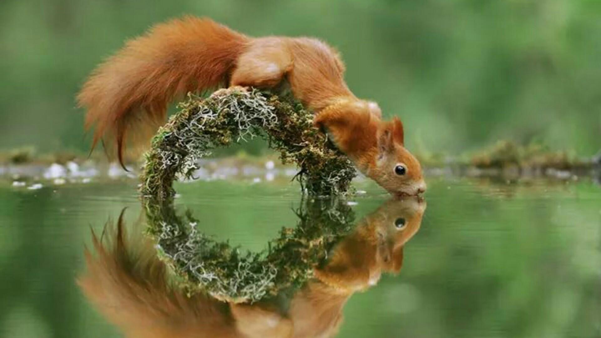 1920x1080 Red Squirrel Wallpapers