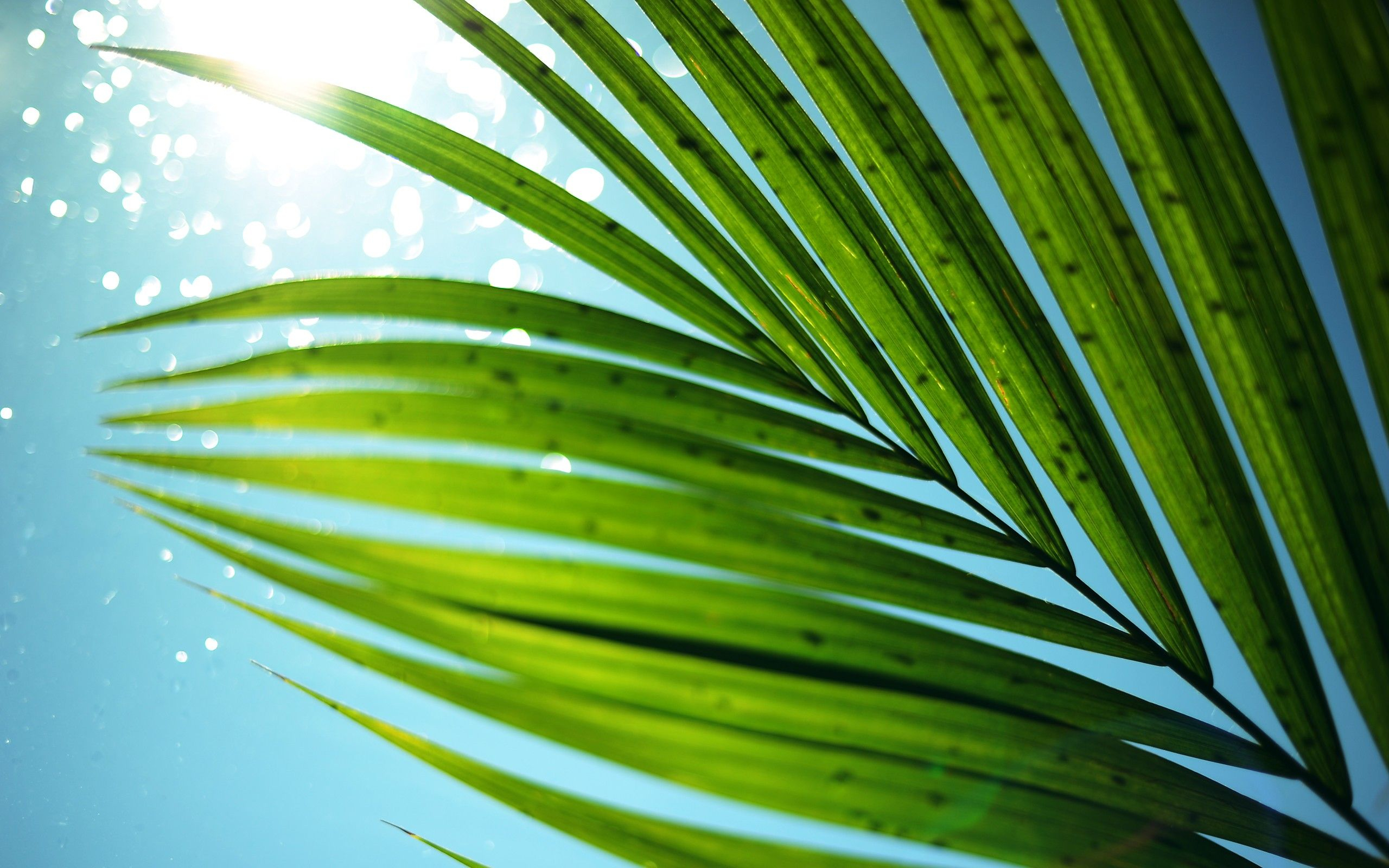 2560x1600 Palm Tree Leaves Wallpapers