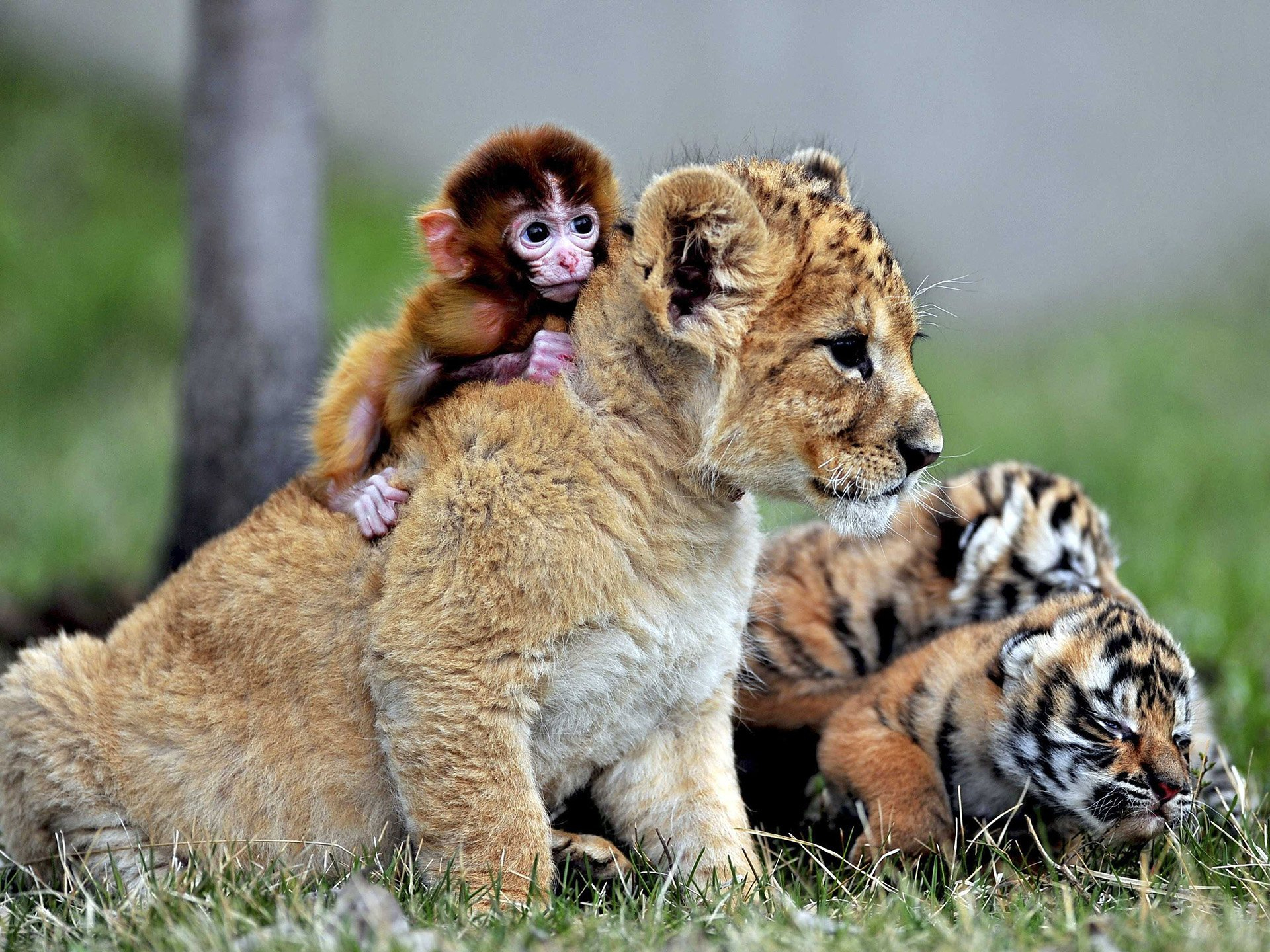1920x1440 Lion Cub, Tiger Cubs, and Baby Monkey