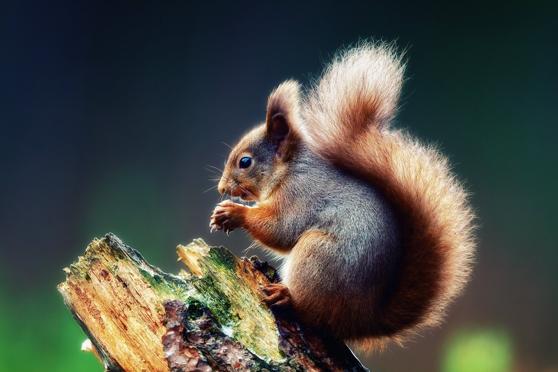 1920x1280 1300+ Squirrel HD Wallpapers and Backgrounds