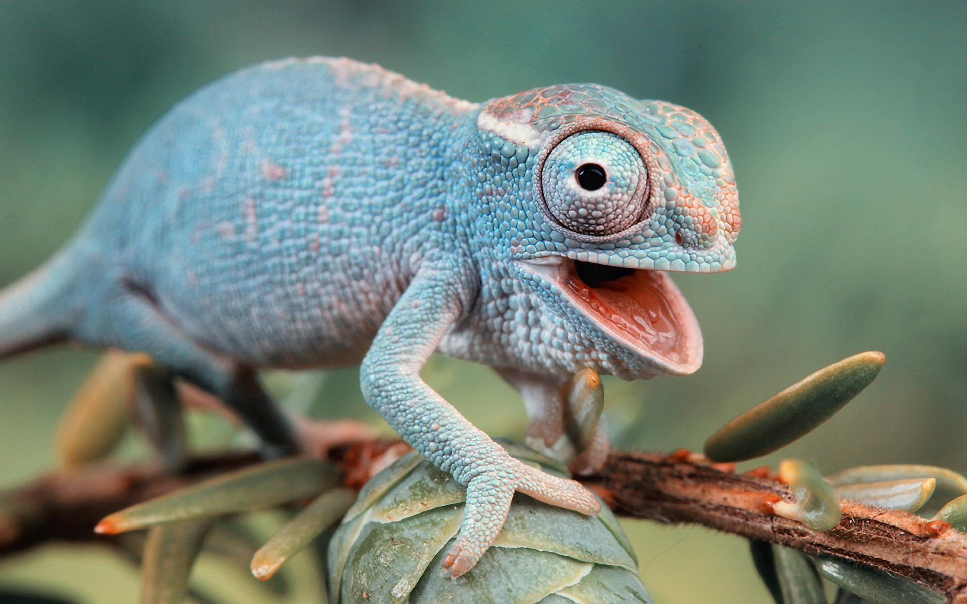 1920x1200 340+ Lizard HD Wallpapers and Backgrounds