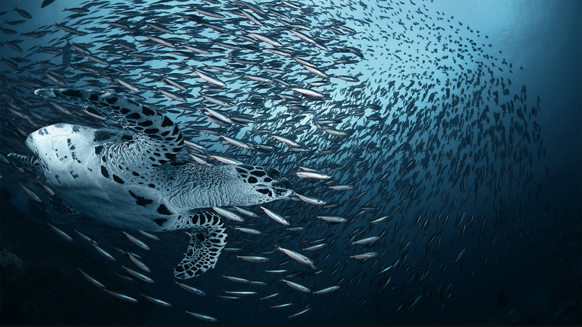 1920x1080 Ocean fish turtles wallpaper | | 181763