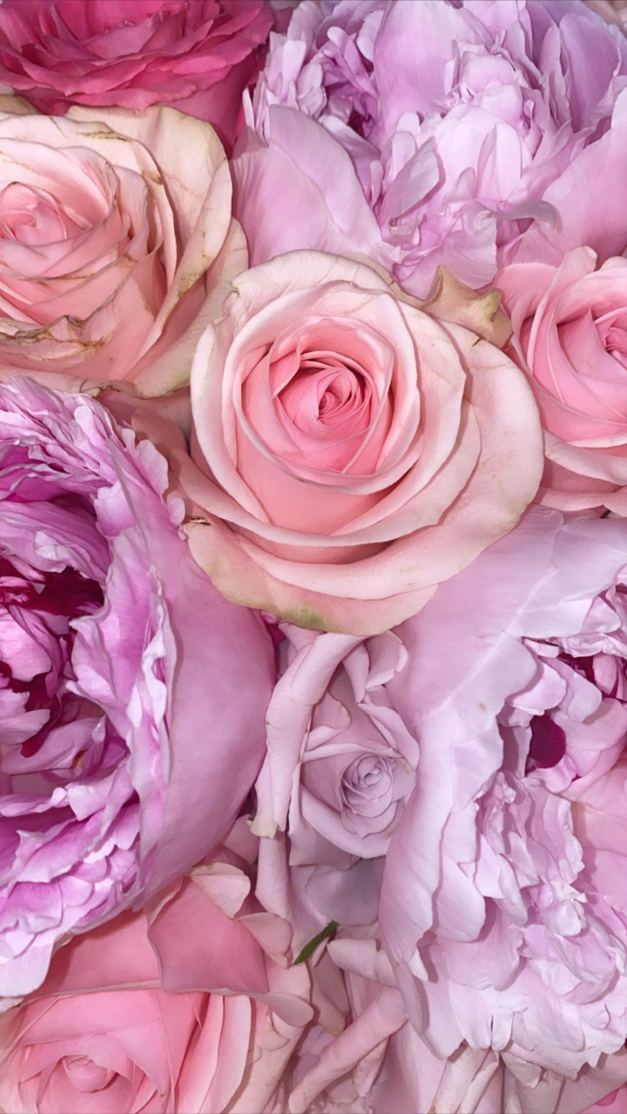 1242x2208 Pink and Purple Roses Wallpaper | Flower iphone wallpaper, Flower background wallpaper, Flower backgrounds