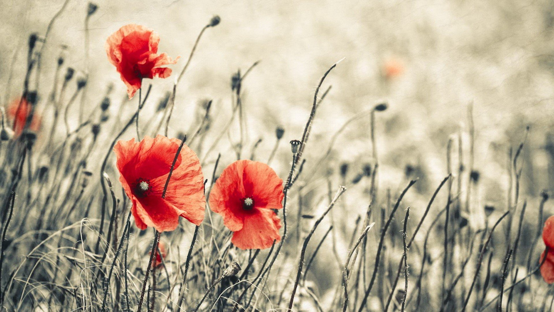 1920x1080 red, Flowers, Macro, Poppy, Poppies Wallpapers HD / Desktop and Mobile Backgrounds