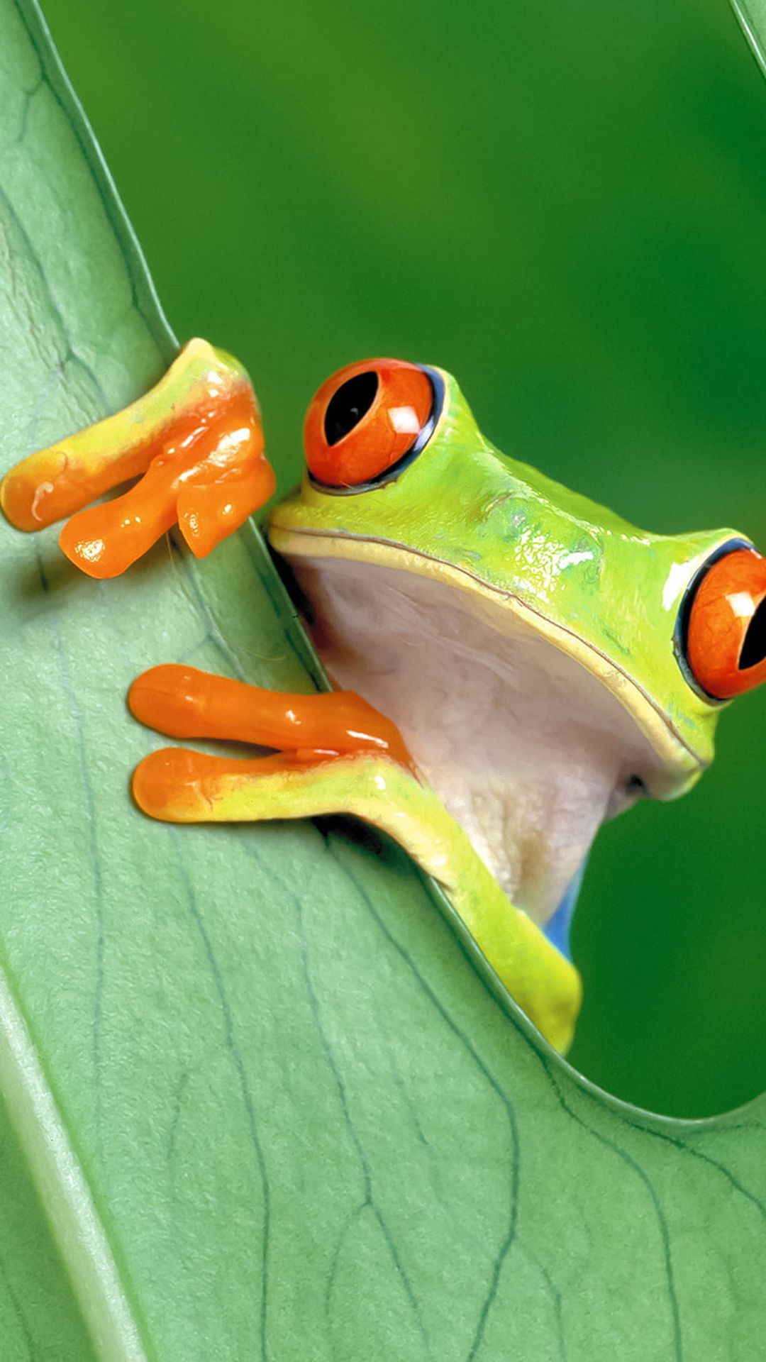 1080x1920 Green Tree Frog Wallpapers [Desktop,iPhone,Laptop,Mobile