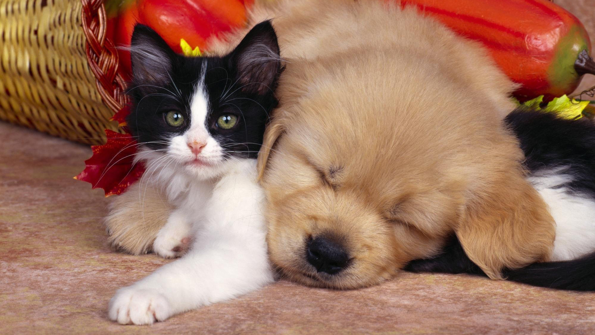 1920x1080 Puppy Between Two Kittens