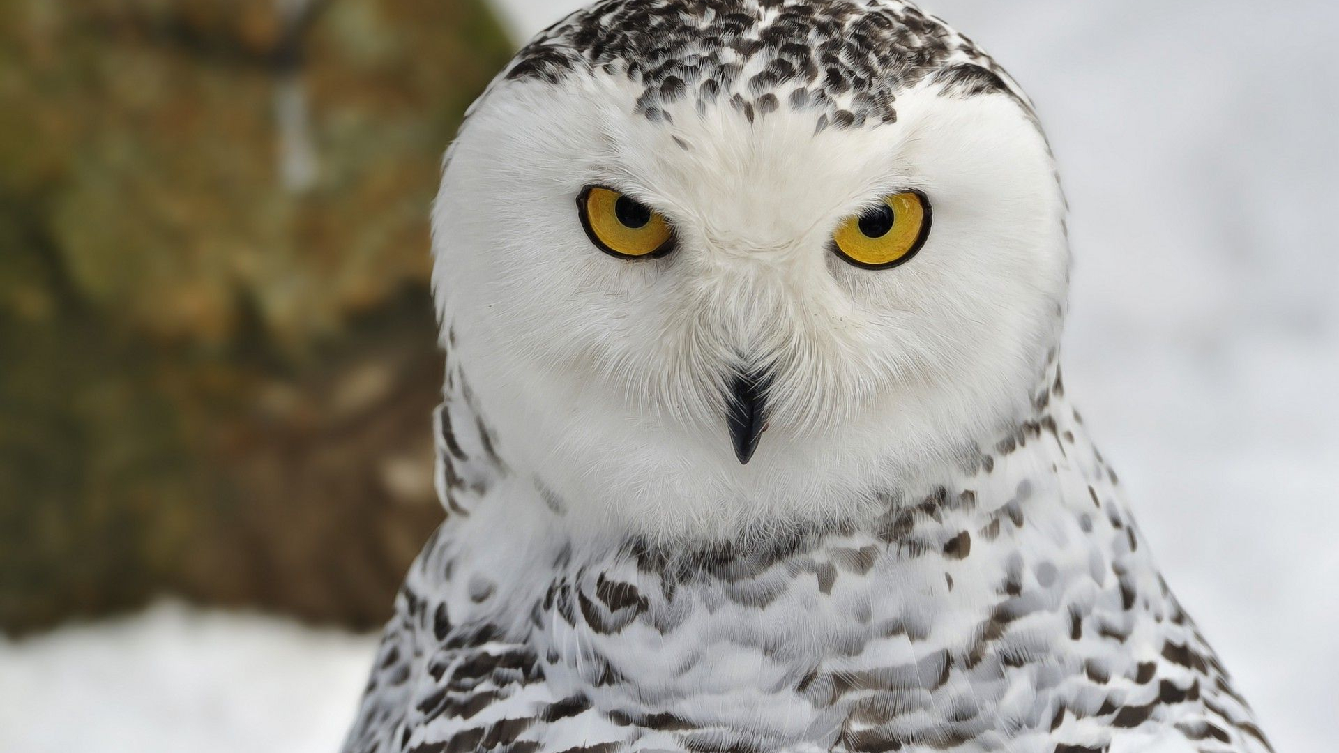 1920x1080 Free download White Owl Wallpapers High Quality Download [1920x1200] for your Desktop, Mobile \u0026 Tablet | Explore 71+ White Owl Wallpaper | Owl Wallpaper for Kids Desktop, Snowy Owl Wallpapers, Owls Wallpaper Desktop
