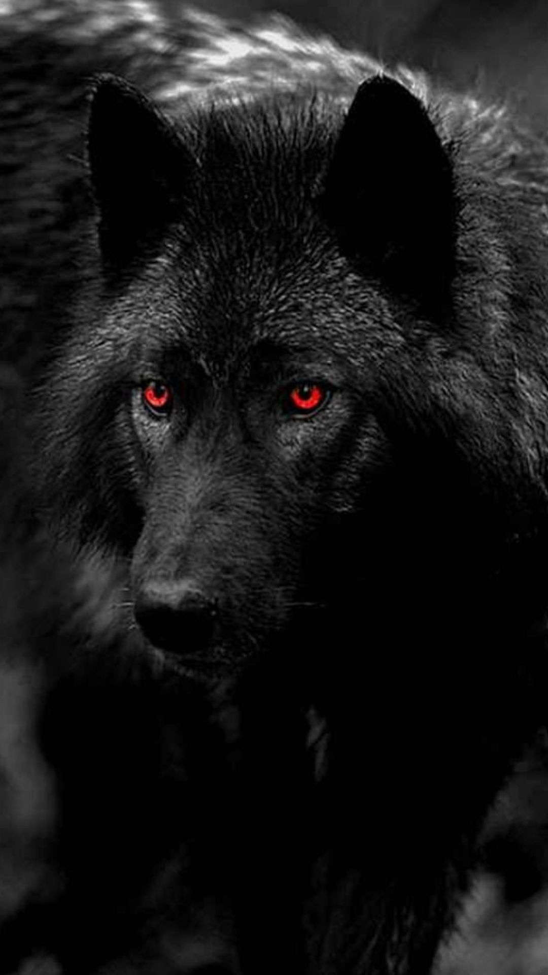 1080x1920 Black Wolf Wallpapers Top 30 Best Black Wolf Wallpapers Download