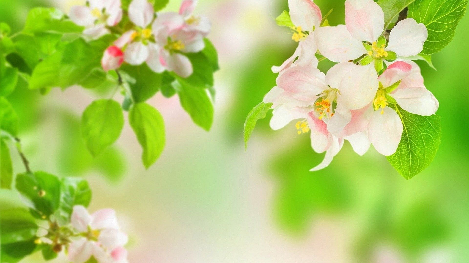 1920x1080 spring high resolution wallpapers widescreen | Spring flowers wallpaper, Flower wallpaper, Pictures of spring flowers