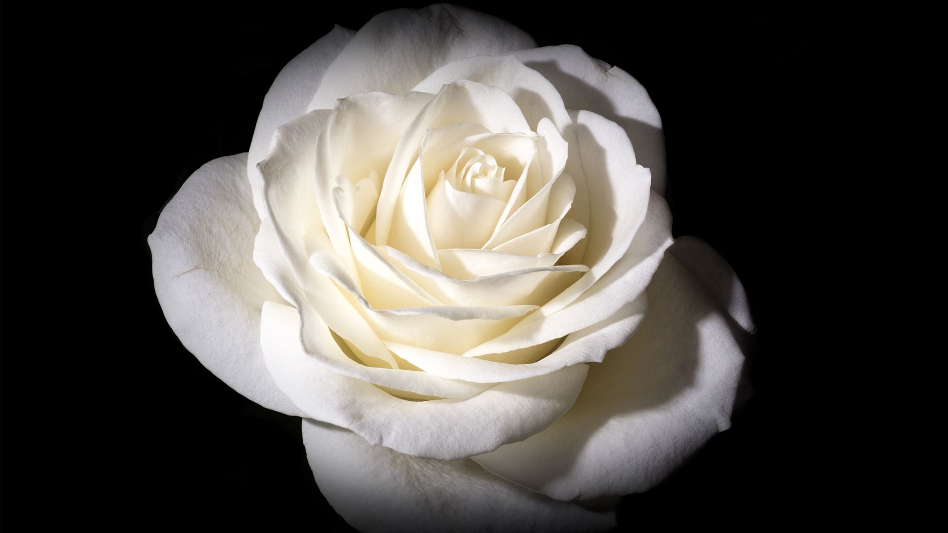 1920x1080 White Rose
