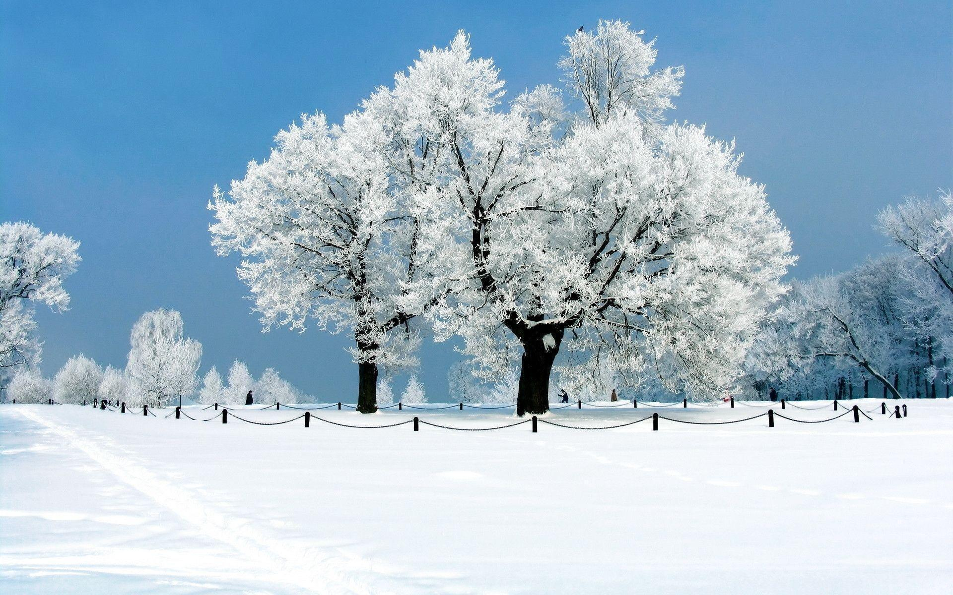 1920x1200 Free Winter Nature Wallpapers