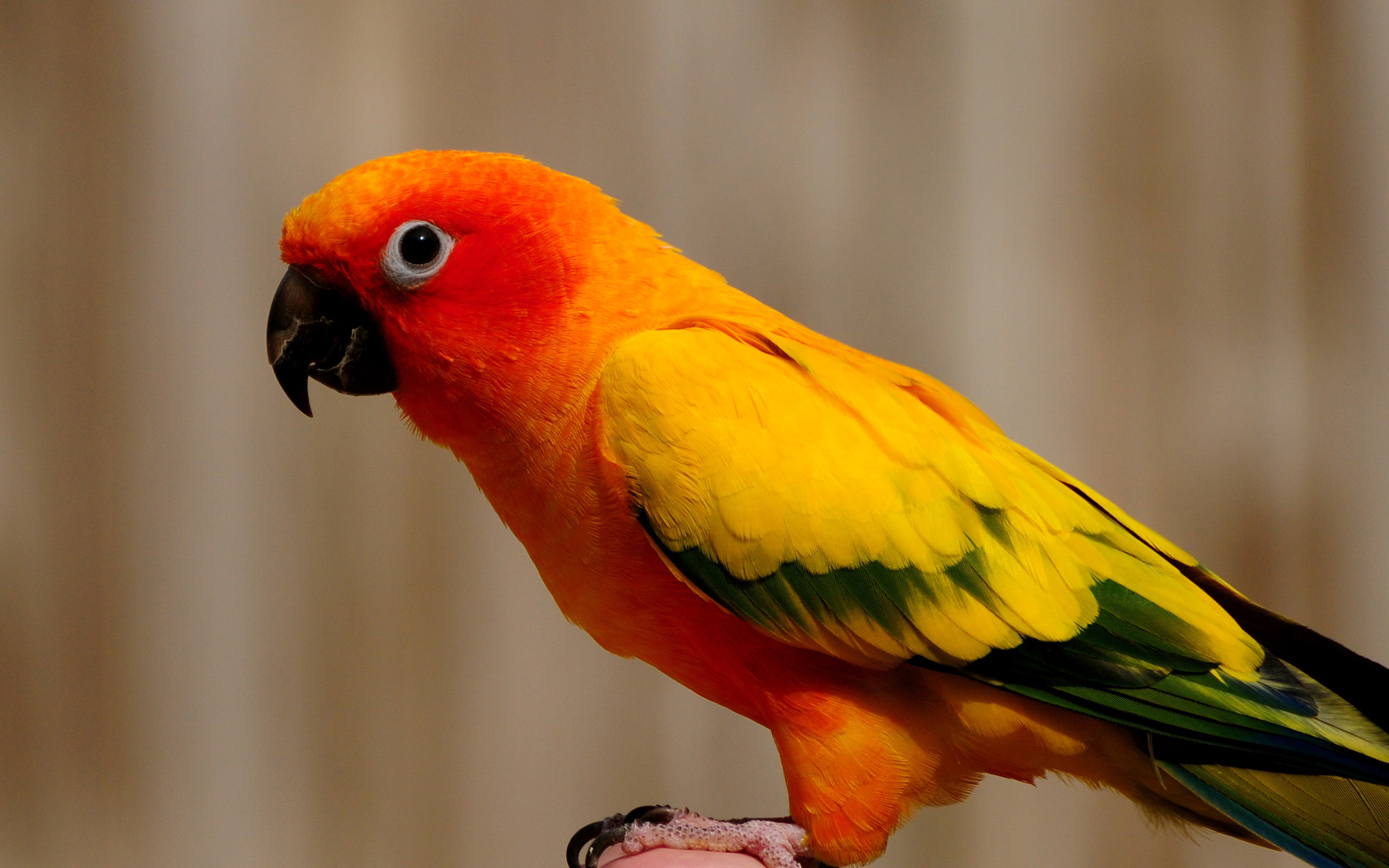 2560x1600 20+ Parakeet HD Wallpapers and Backgrounds