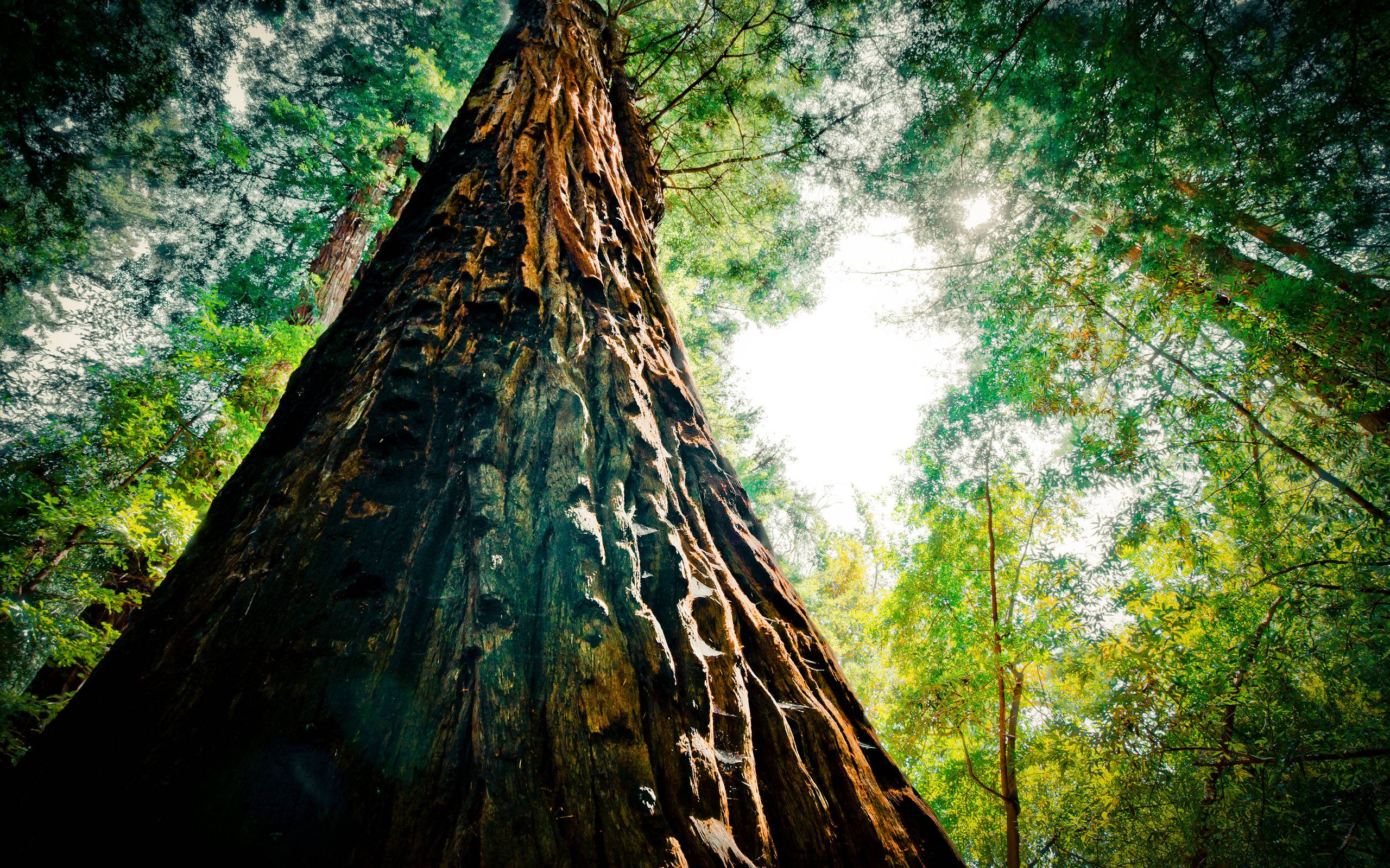 2560x1600 Redwood Trees Desktop Wallpapers Top Free Redwood Trees Desktop Backgrounds