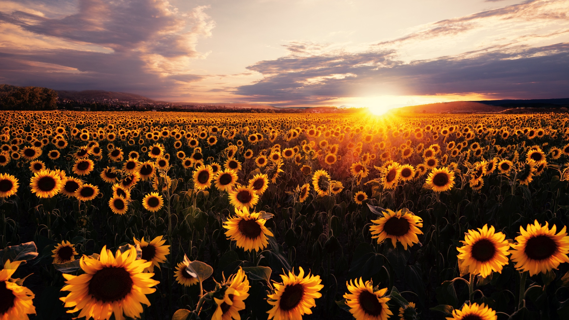 1920x1080 Sunflowers Field Sunrise 5k Laptop Full HD 1080P HD 4k Wallpapers, Images, Backgrounds, Photos and Pictures