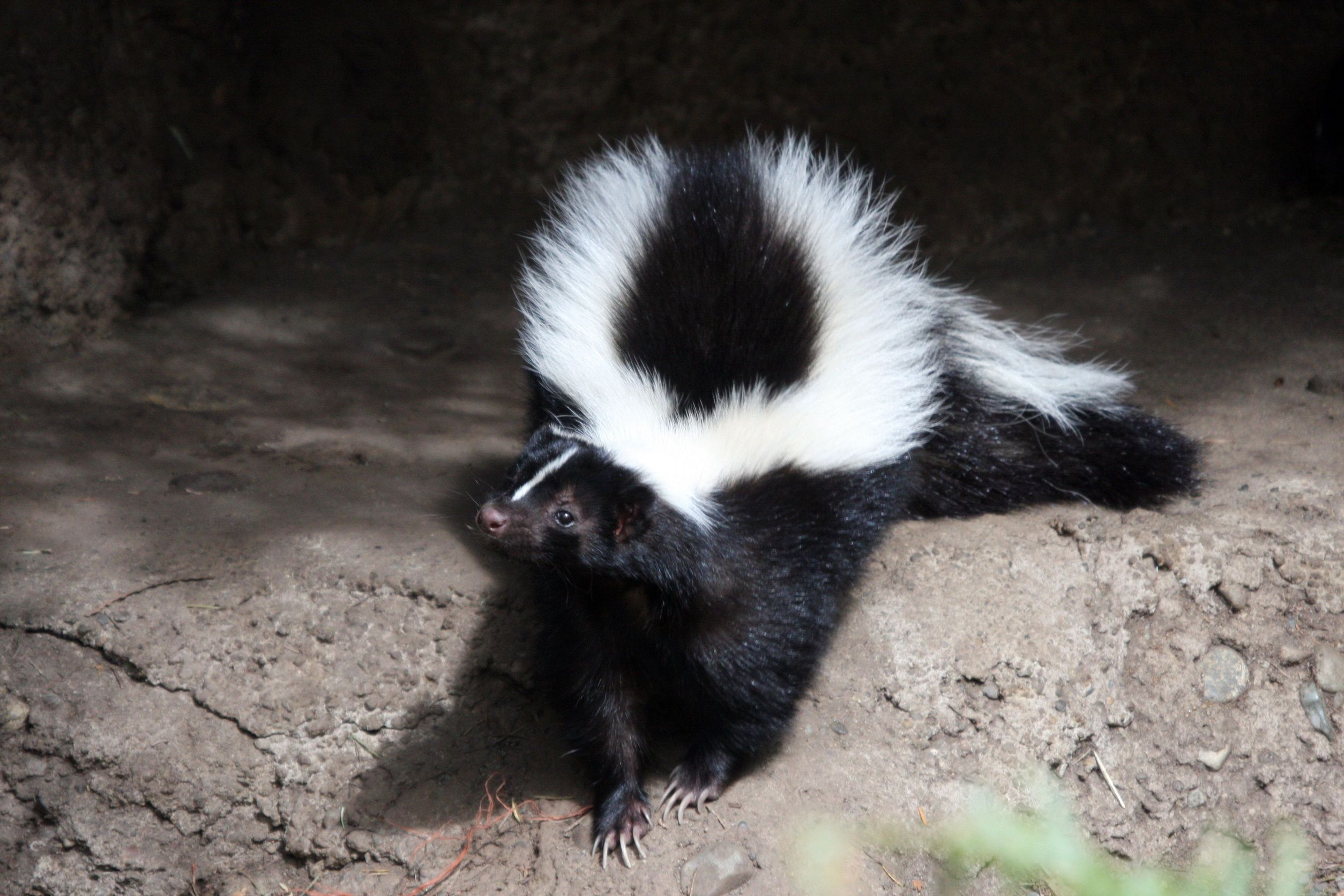 2508x1672 Common Problems Caused by Skunks