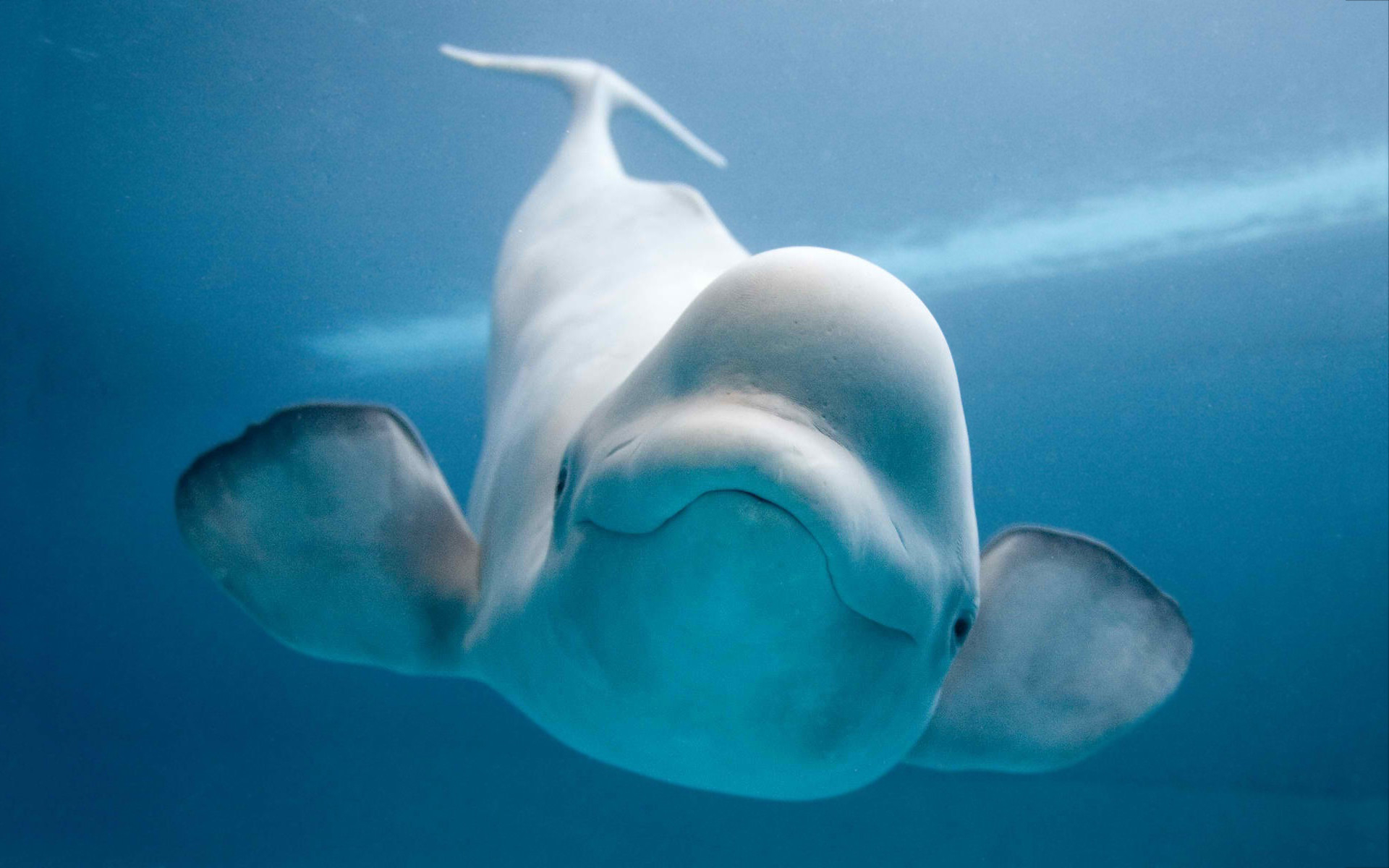 1920x1200 Beluga Whale Wallpaper (47+ pictures
