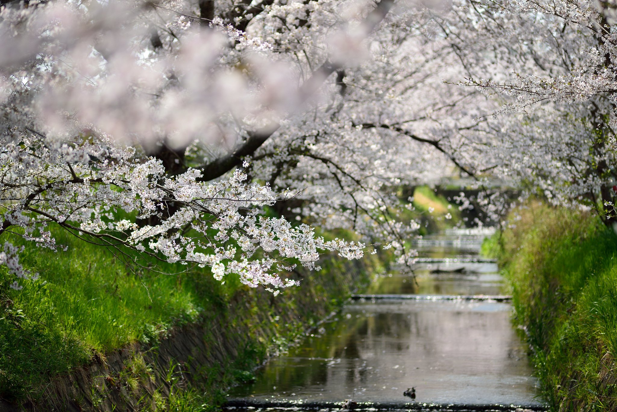 2048x1367 beautiful, Beauty, Blossoms, Walks, Canal, Canals, Treescherry, Blossomflowers, Green, Hd, Hd, Wallpaper, Japan, Leaf, Leaves, Nature, Osaka, Photo, Places, Sakura, Season, Sprin Wallpapers HD / Desktop and Mobile Backgrounds