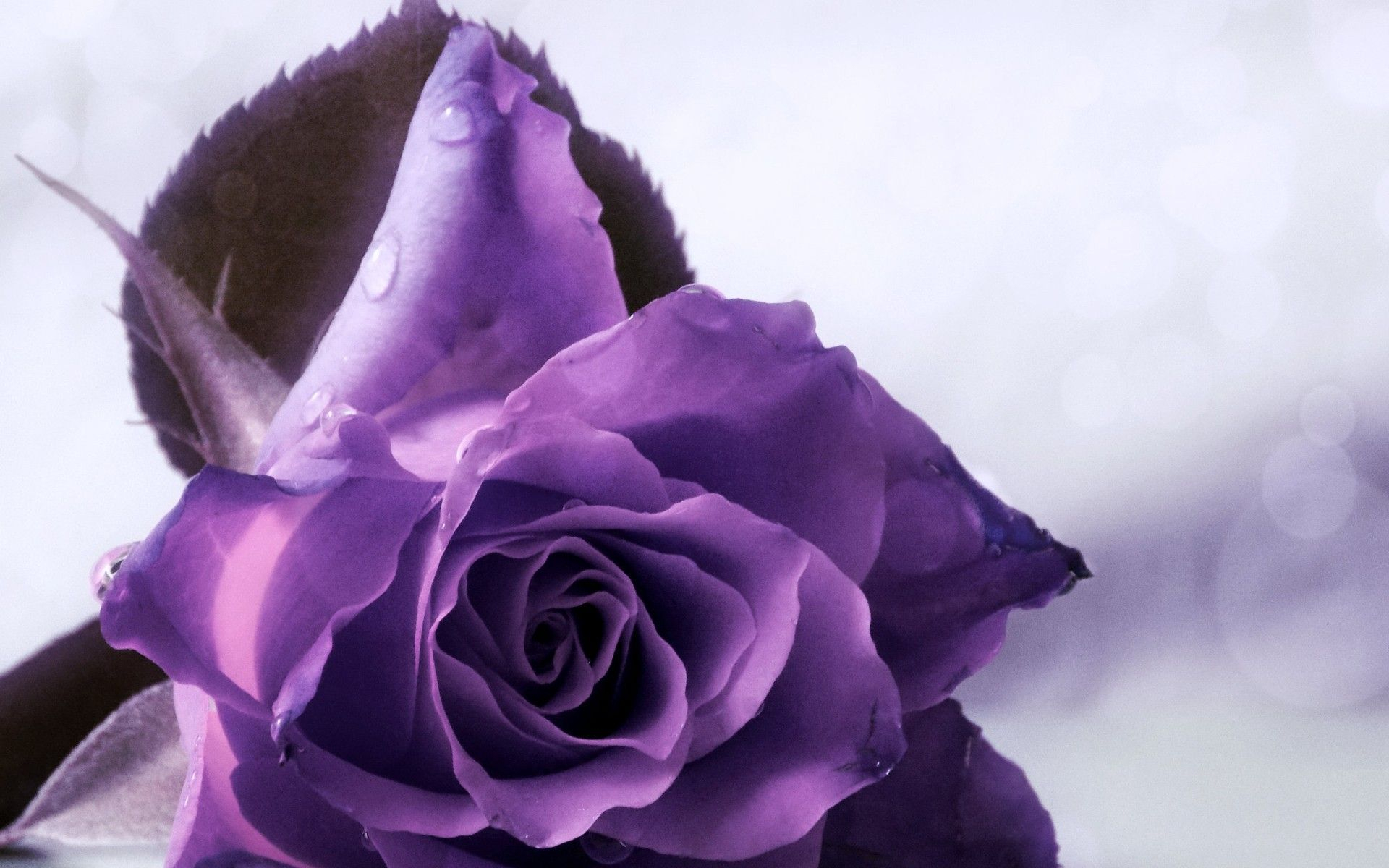 1920x1200 Purple Roses Wallpapers | Purple roses wallpaper, Purple roses, Purple flowers wallpaper