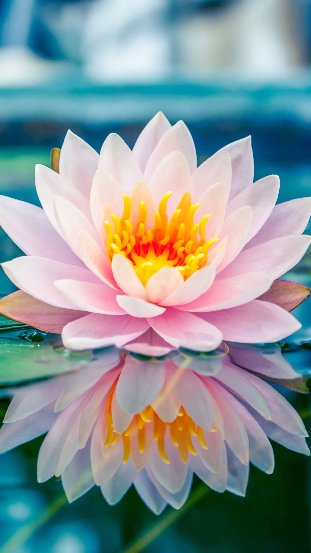 1080x1920 Water Lily Phone Wallpapers
