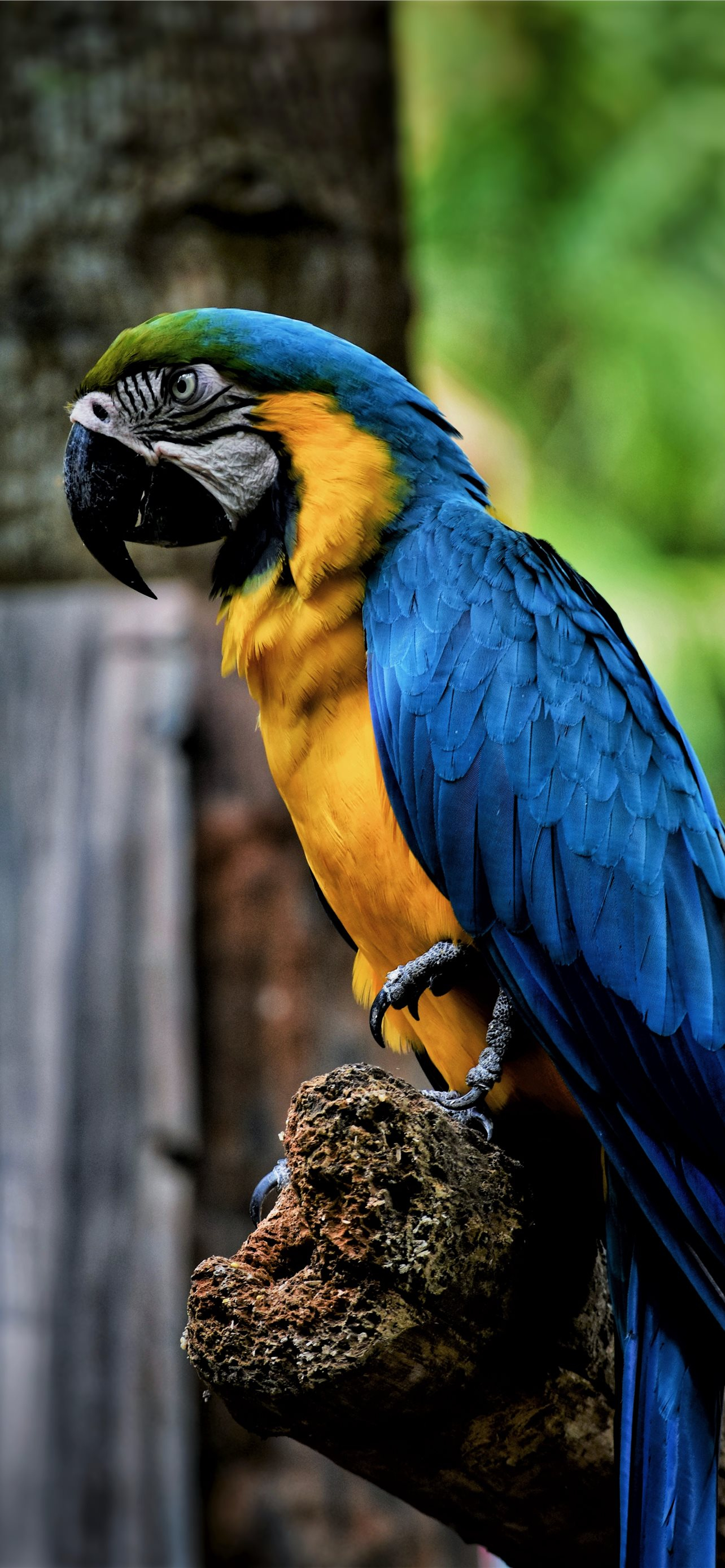 1284x2778 macaw parrot bird color beak hd background iPhone Wallpapers Free Download