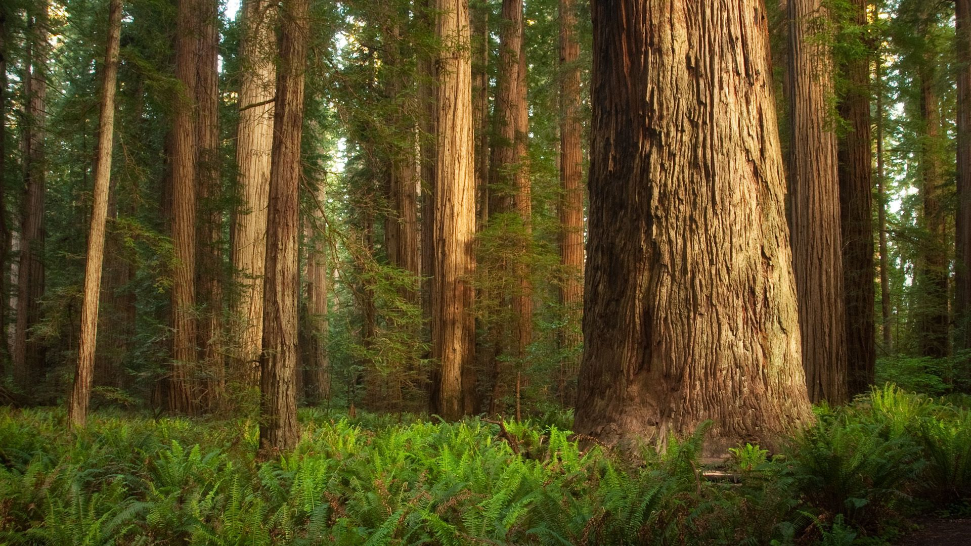 1920x1080 30+ Redwood HD Wallpapers and Backgrounds