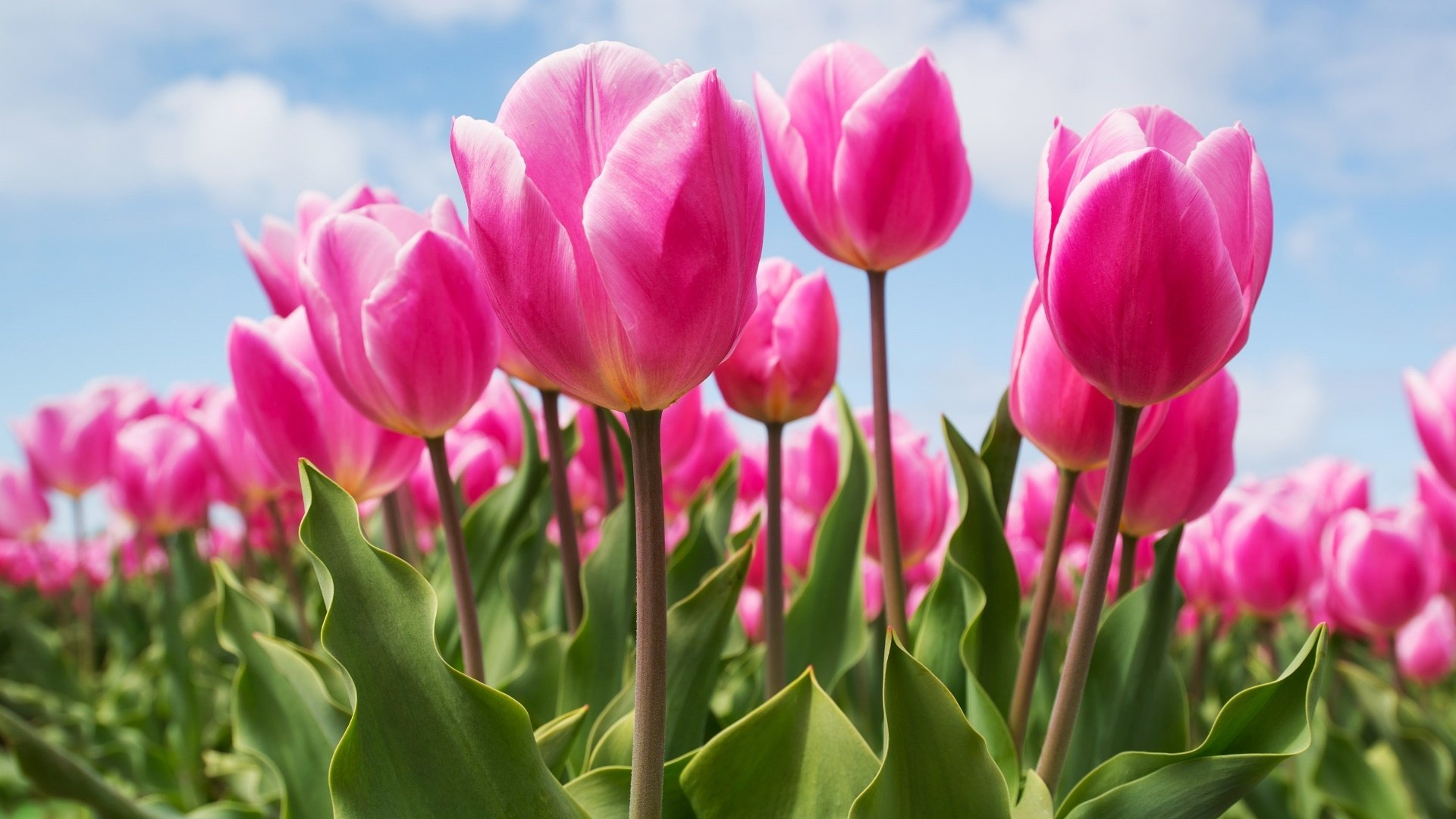 1920x1080 Pink Tulips