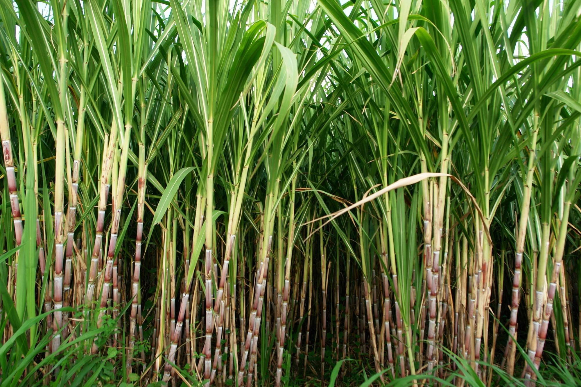 2000x1333 Sugar Cane Wallpapers Top Free Sugar Cane Backgrounds